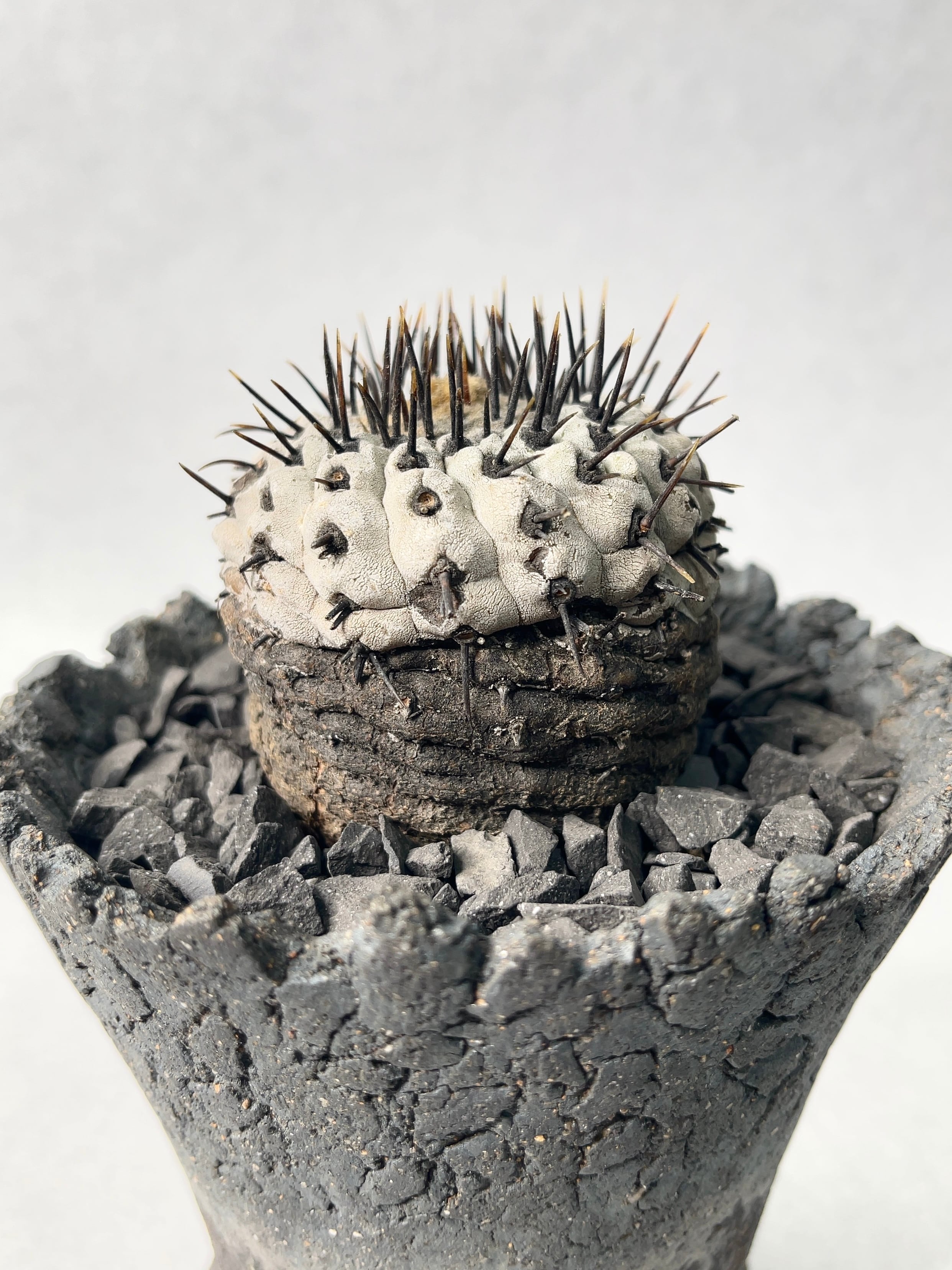 コピアポア・黒王丸 | trigger