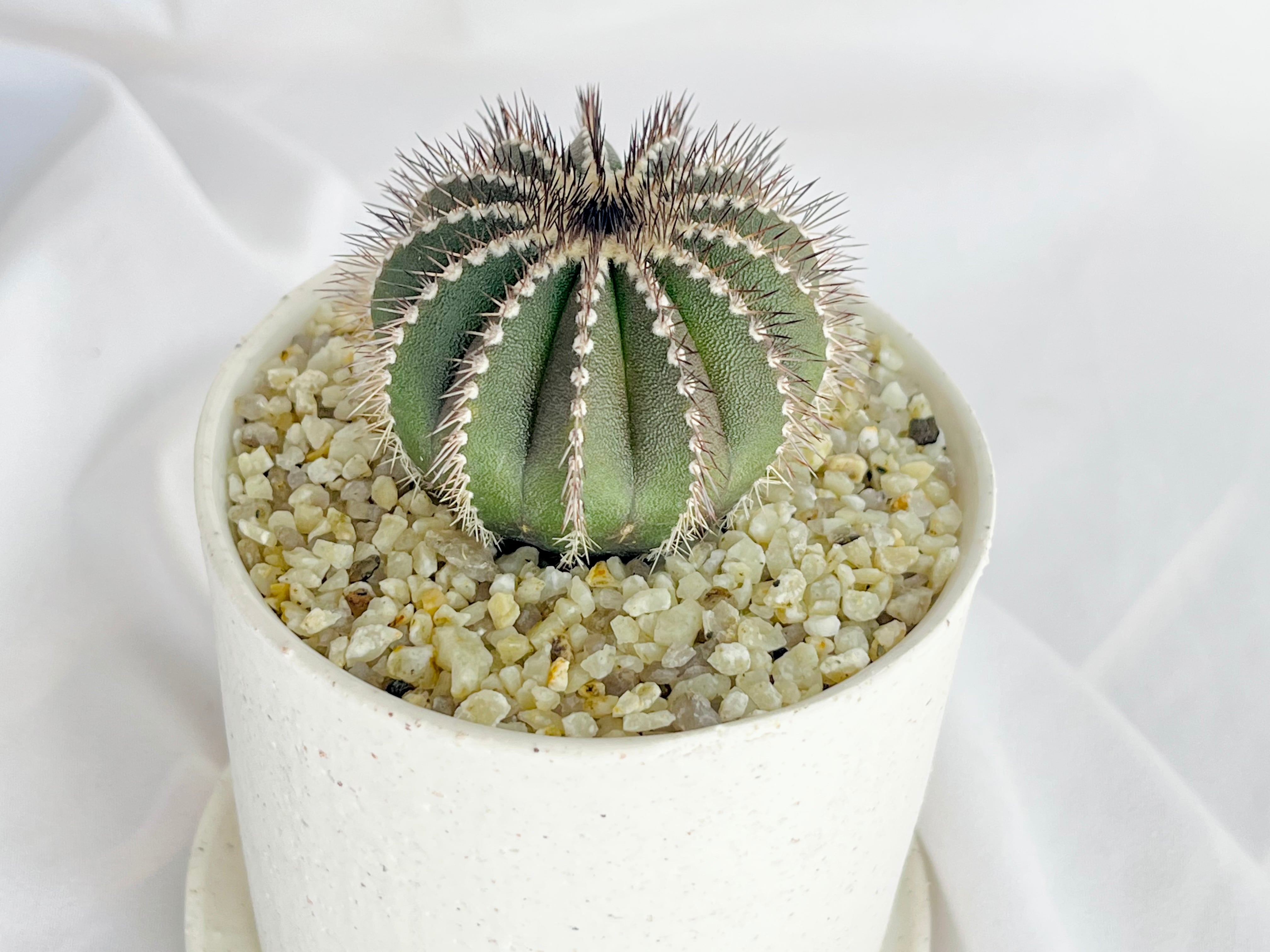 Uebelmmania pectinifera ユーベルマニア・ペクチニフェラ サボテン