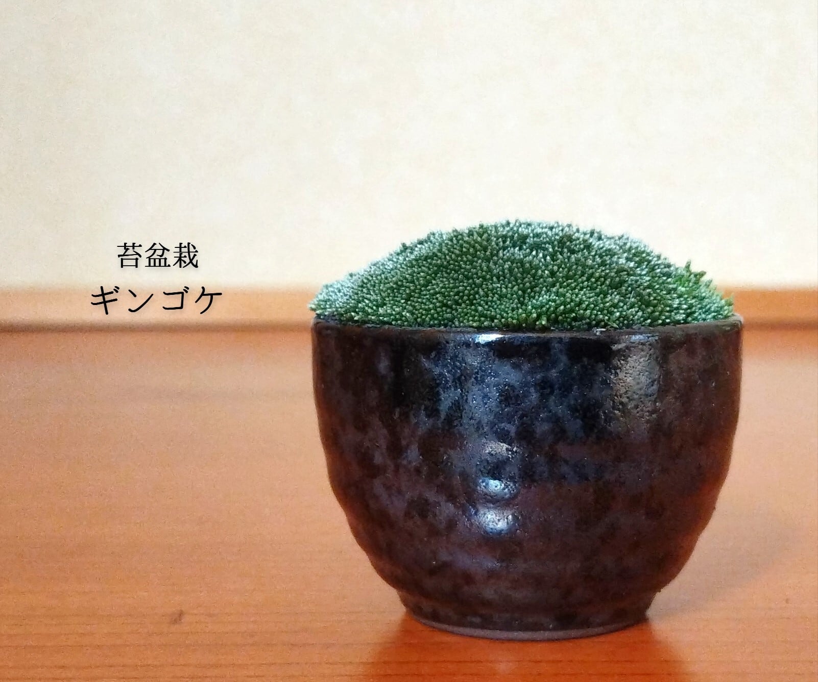 苔盆栽（ギンゴケ） | 植物専門ショップ earth green