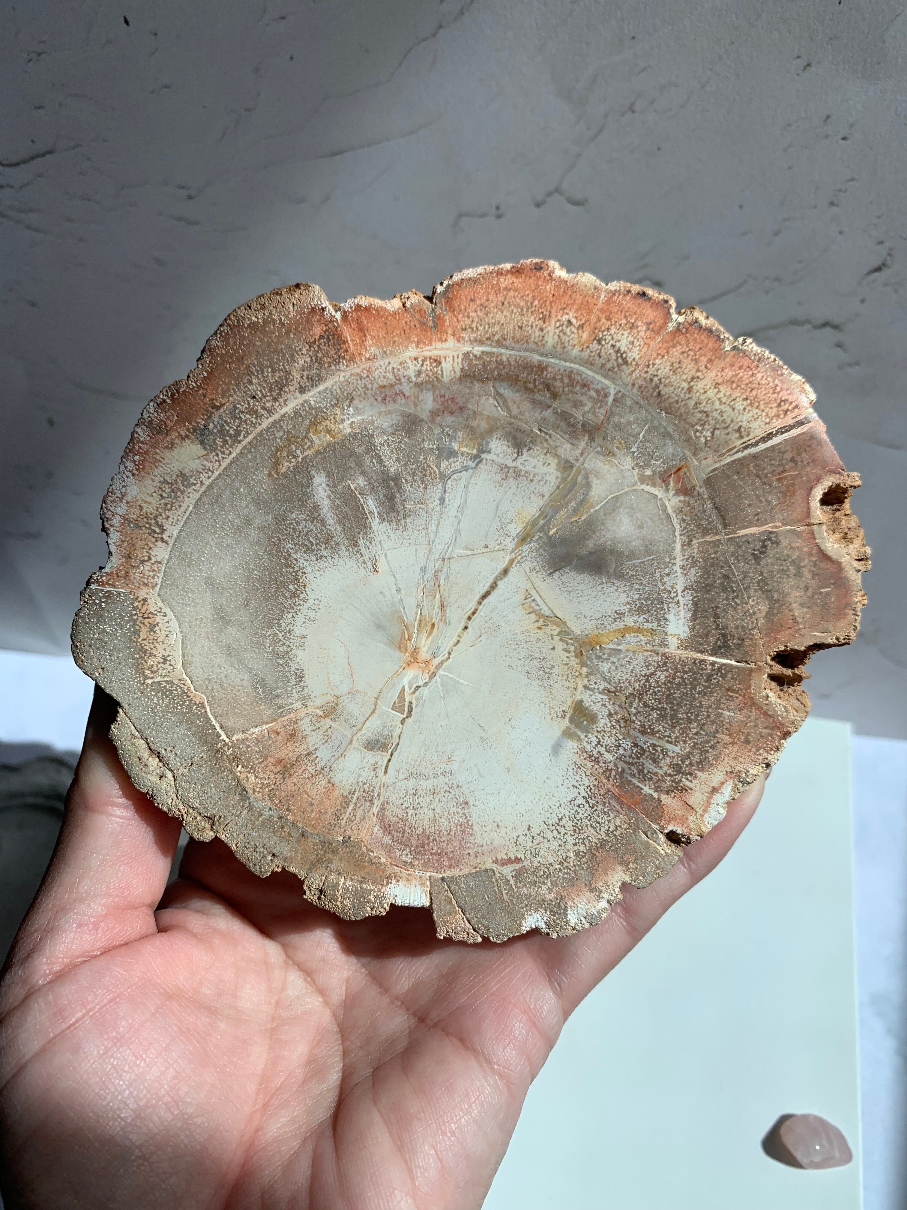 ペトリファイドウッド♡珪化木・スライス・プレート♪可愛い色 | Pay ID