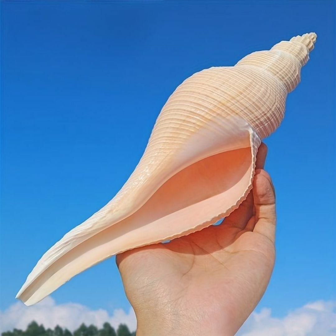 天然貝 巻貝 貝殻 シェル 大きな貝殻 置物 海 装飾 | Renatus