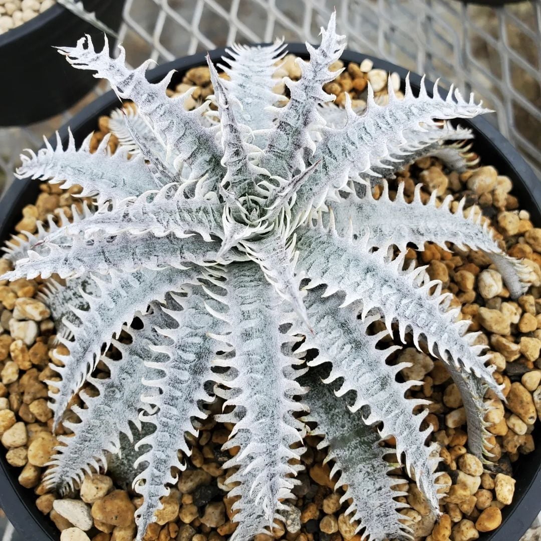 a0738_【SN60】Dyckia ('Icicle' x 'Bill Baker') x 'White Gold