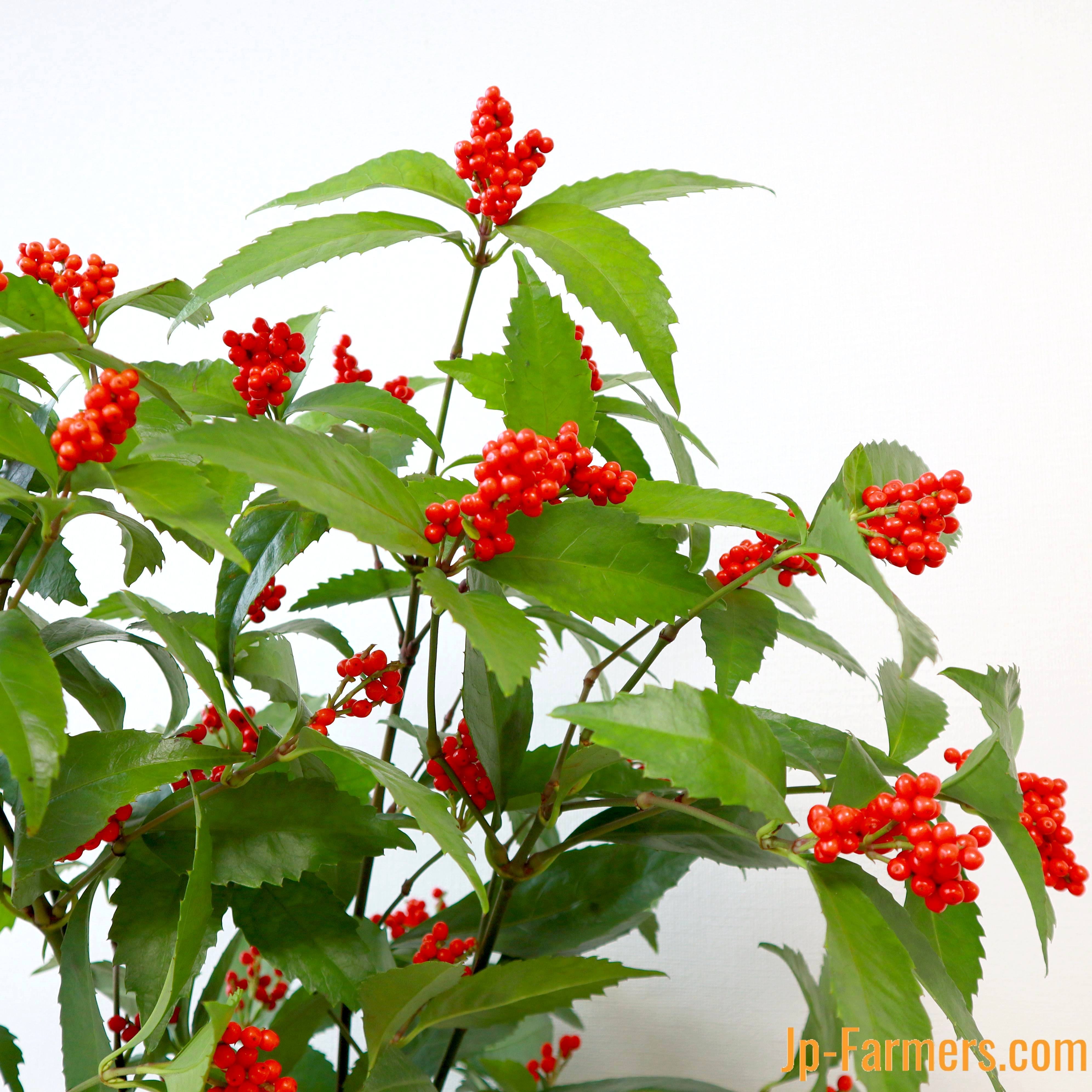 千両 5本で！お正月を飾る縁起もの | 新鮮お花問屋 Jp-Farmers.com