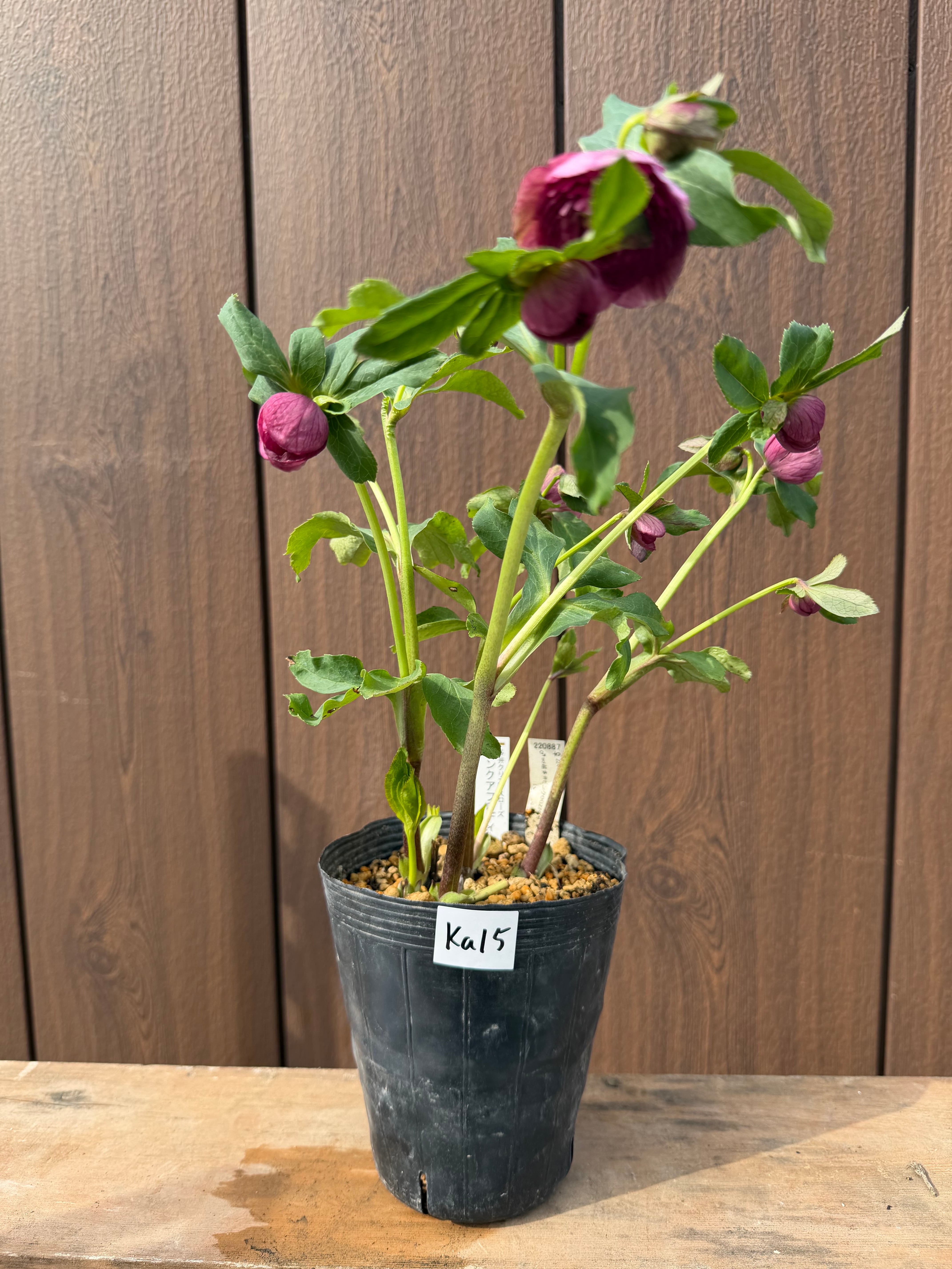 ピンクアフロディーテ 加藤農園 クリスマスローズ【Ka15】送料無料