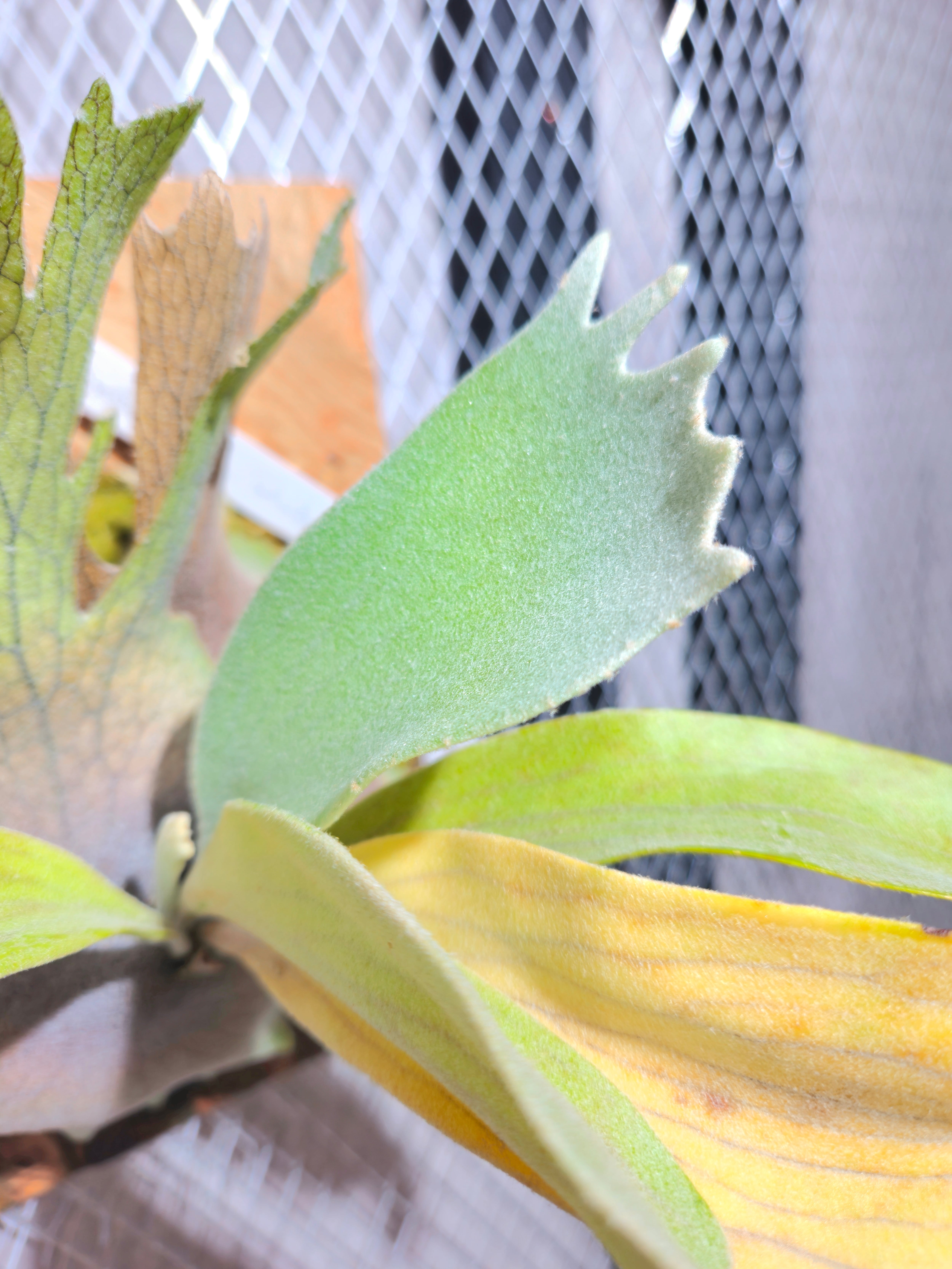 P. willinckii Pedro Tatsuta (OC) 【artPLANTs】ビカクシダ