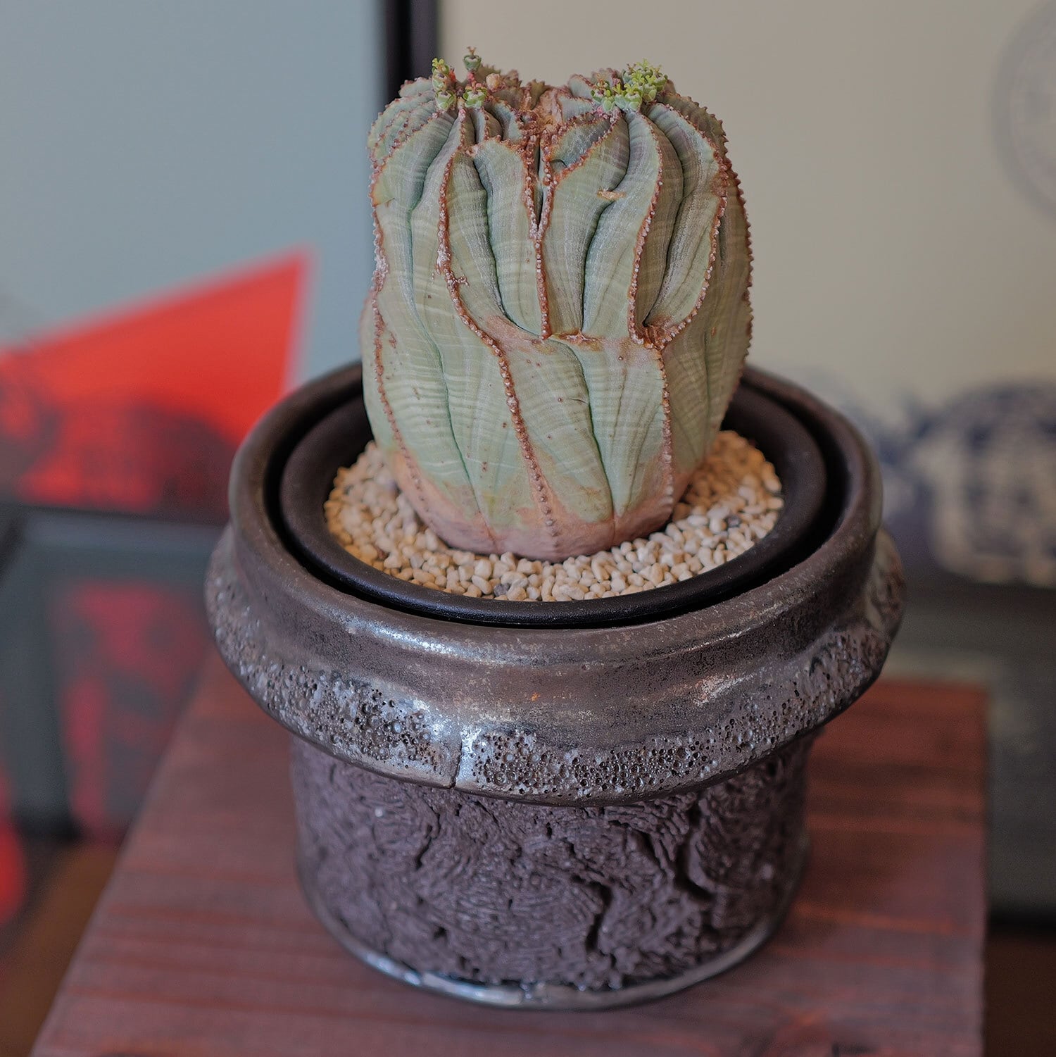 メス株【超厳選株】ダブル綴化ヘッド 捻じれ マウンテン モンスト