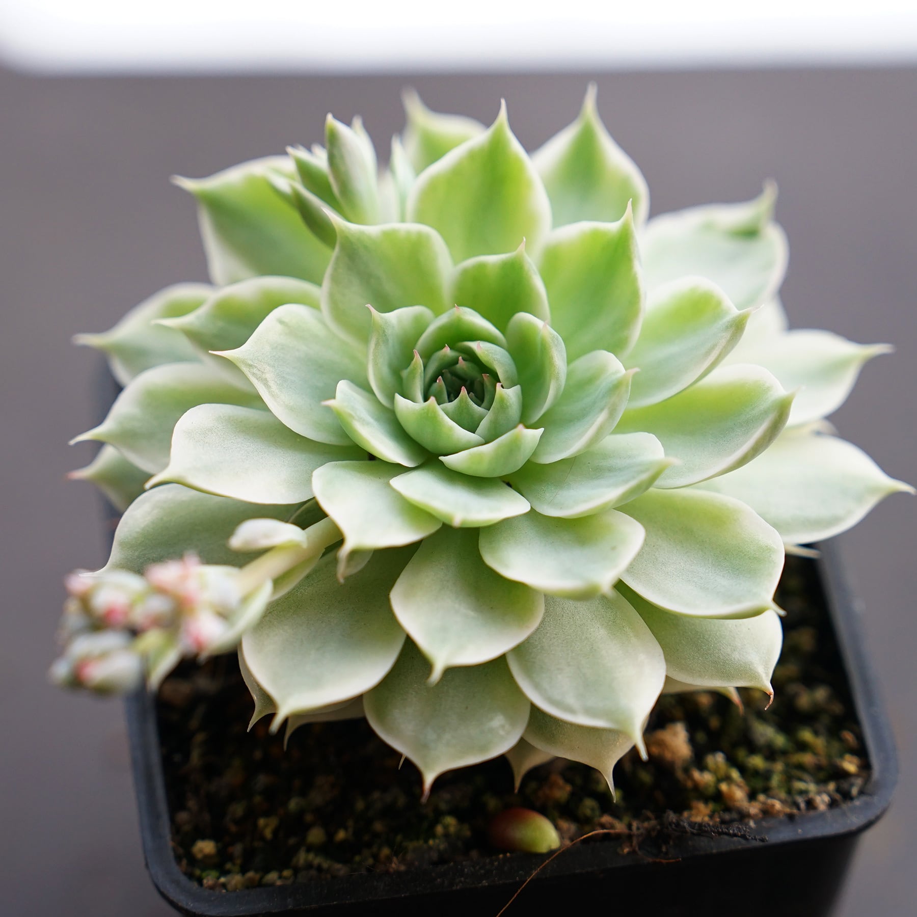 PREMIUM】 抜き苗 マーガレットレッピン錦 大株 Graptoveria