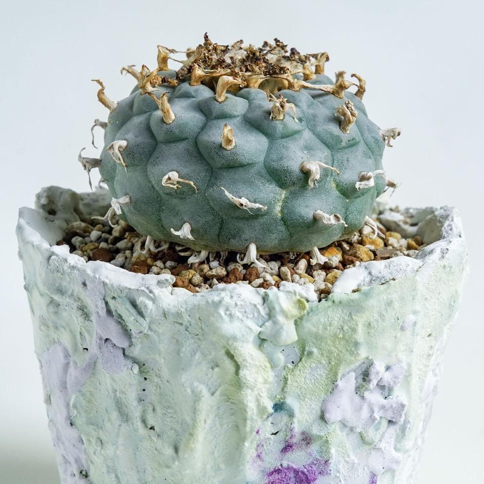 ロフォフォラ属烏羽玉 | labroto