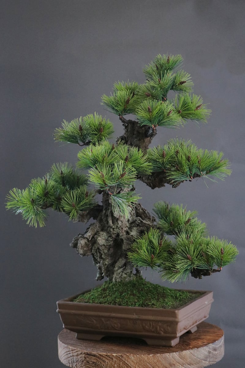 盆栽 錦松 Pinetree Bonsai #112 | Oh! BONSAI