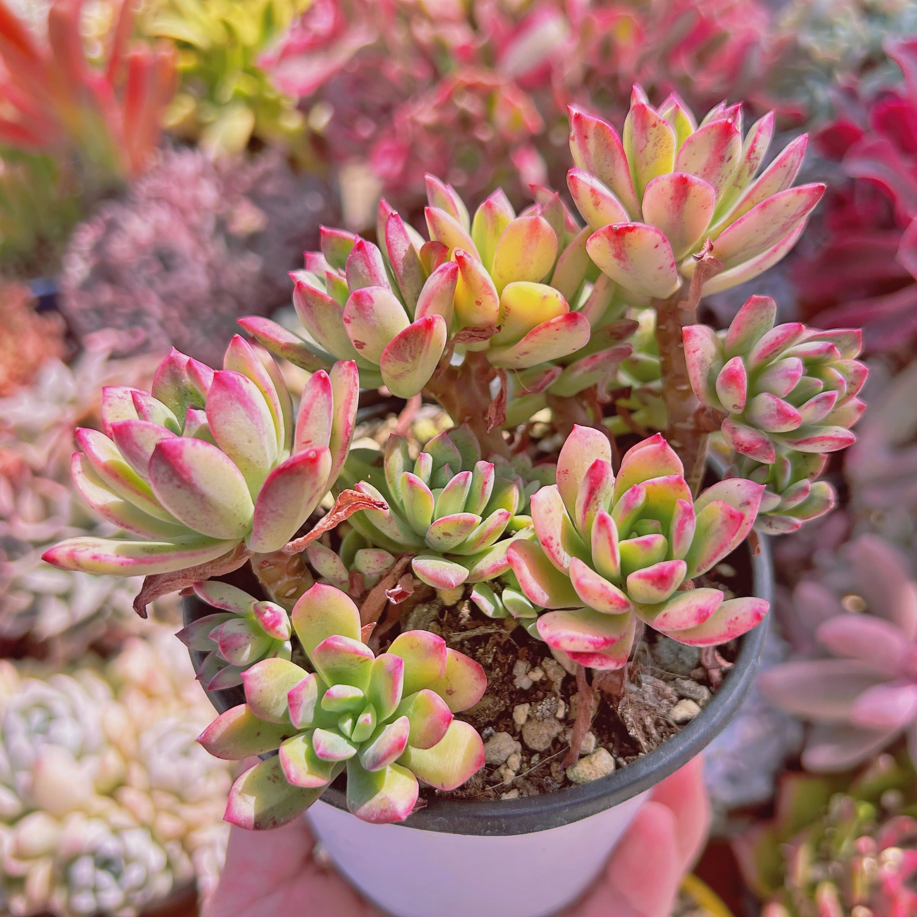 6e4232aadedb4c391846c1974528b4