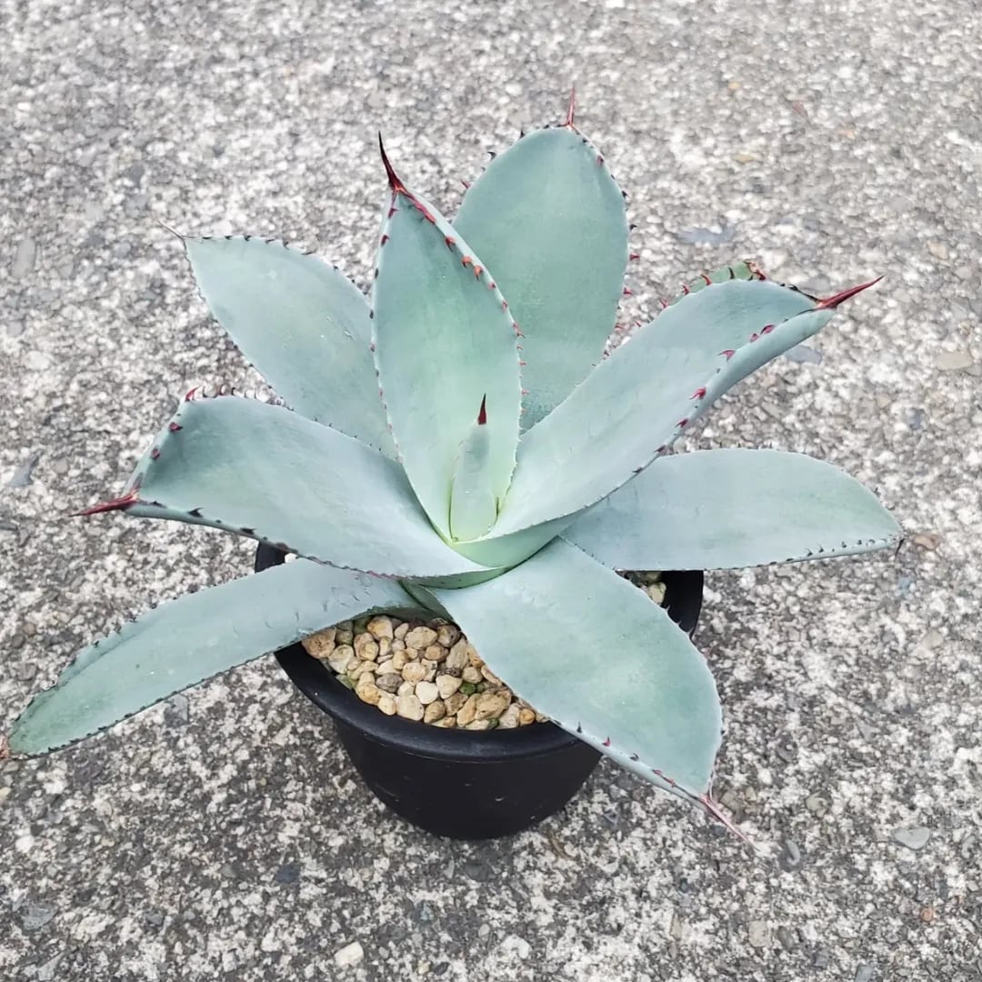 F00324_Agave parryi var. truncata：アガベ・パリー・トランカータ