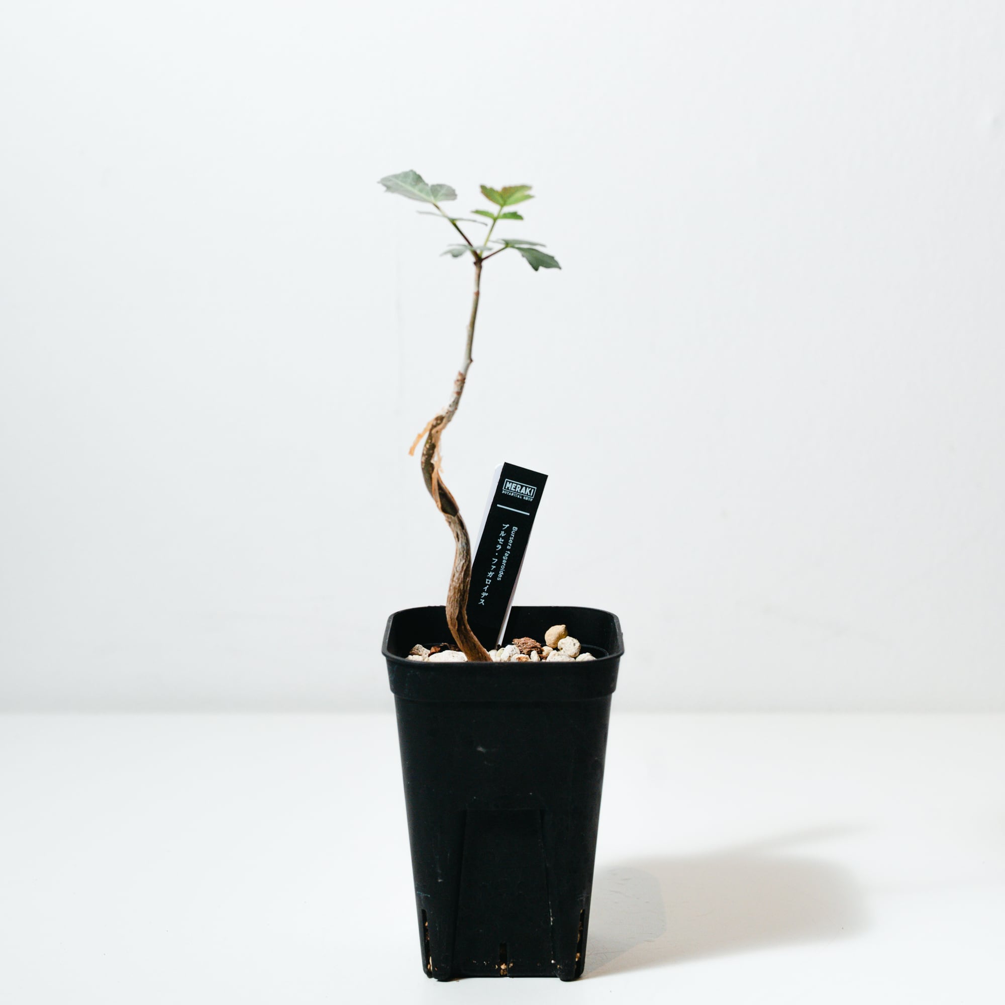 ブルセラ（Bursera） | MERAKI