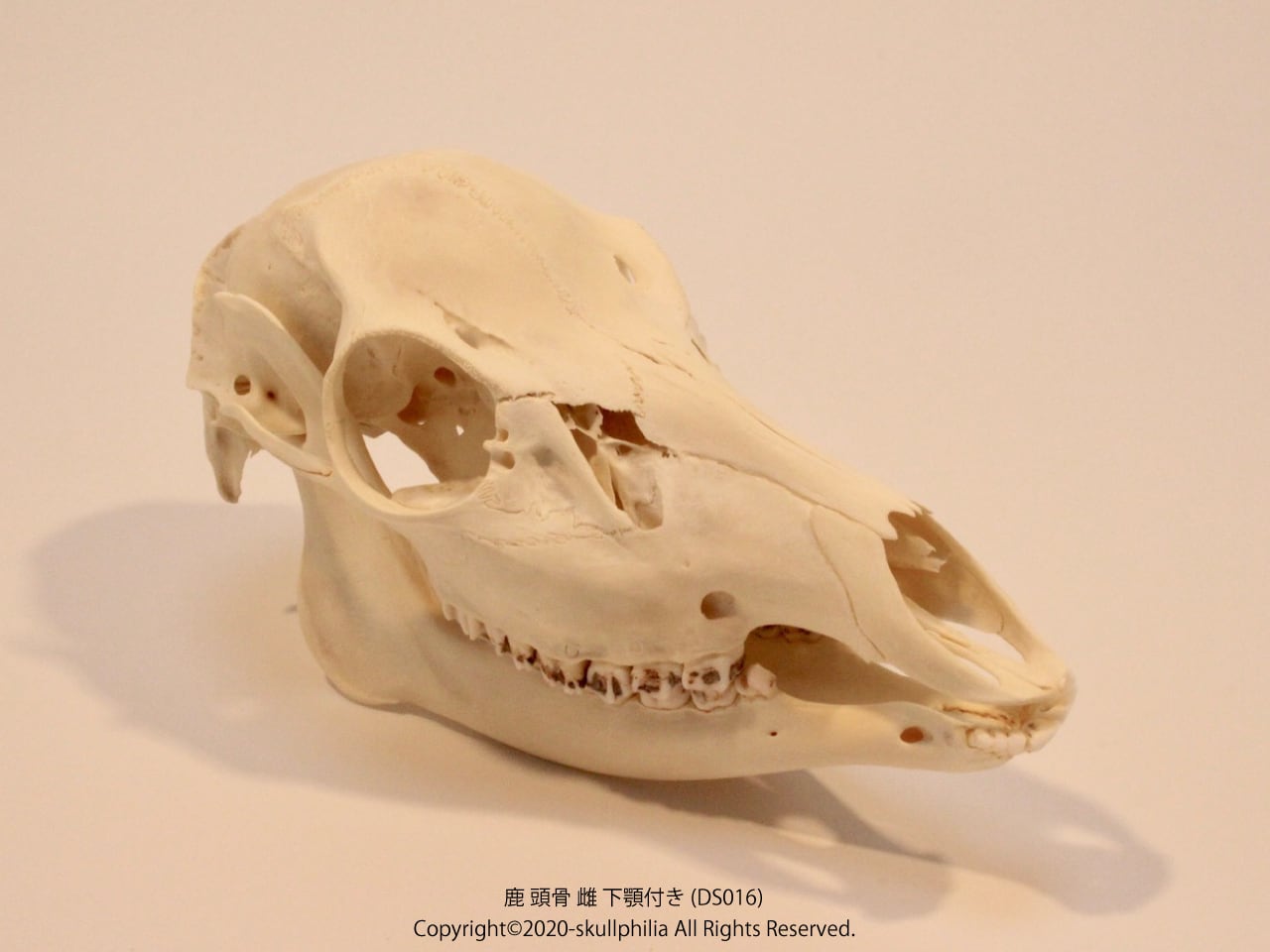 鹿 頭骨 雌 下顎付き | skullphilia