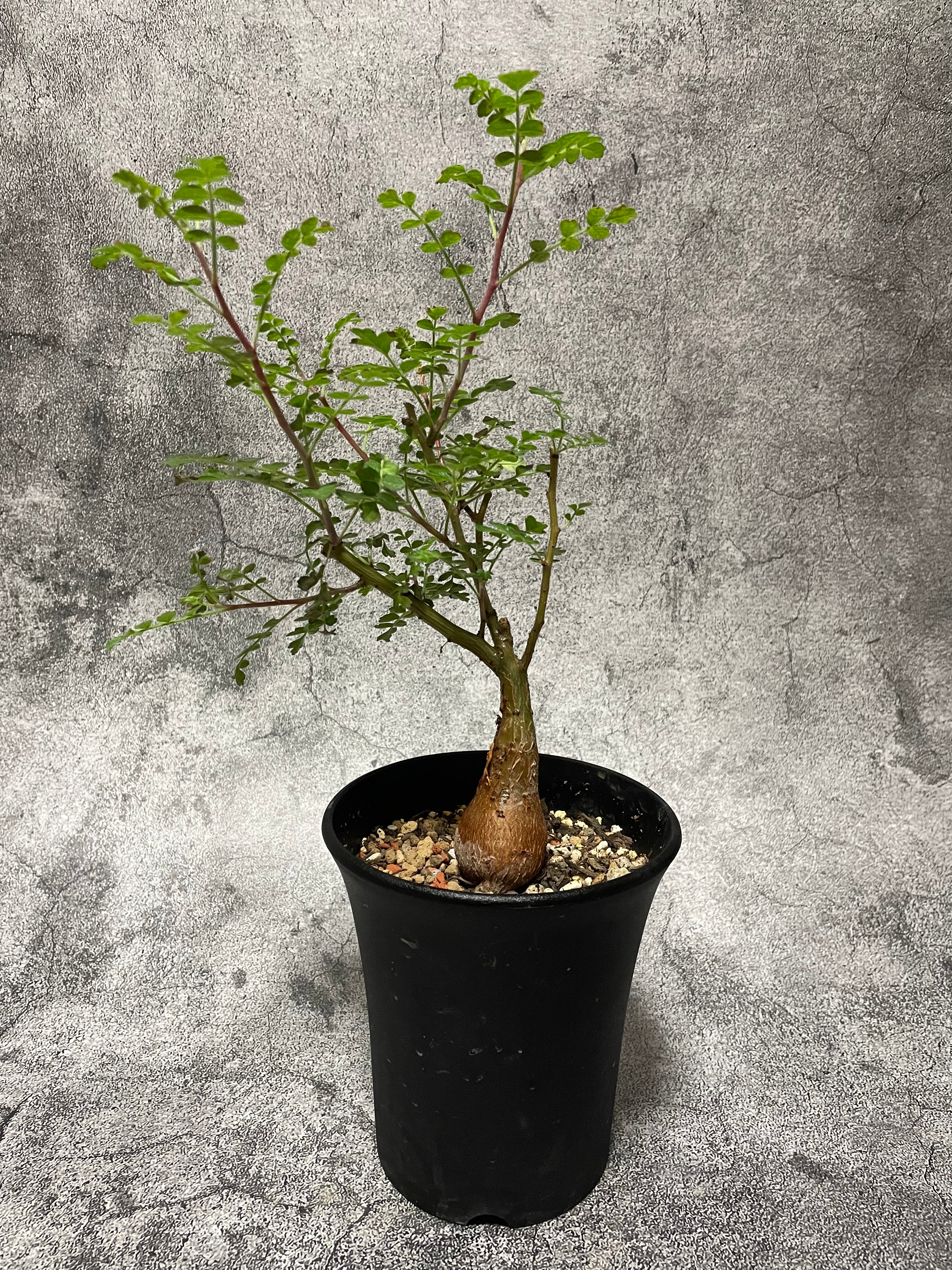 パキコルムスディスカラー・象の木】国内実生苗 | BOKUTO