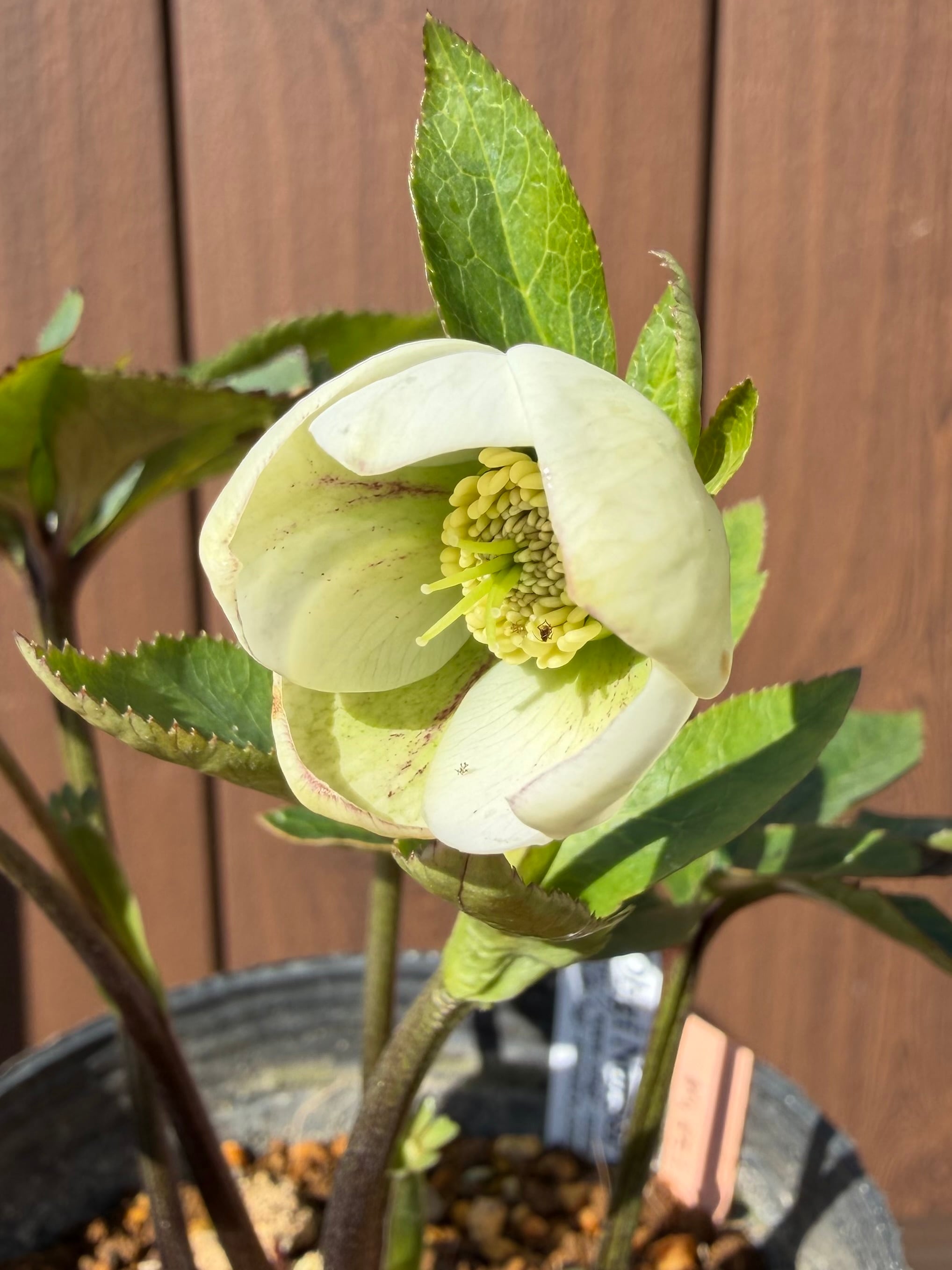 デュメhyb. 大木ナーサリー クリスマスローズ【Og17】送料無料