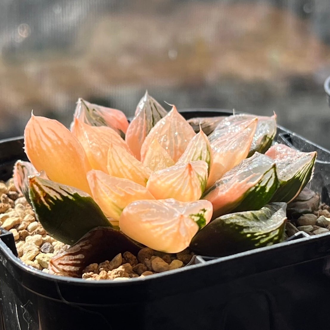 ハオルチア 巨大紫窓 大紫水晶オブツーサ錦① | mocono_plants