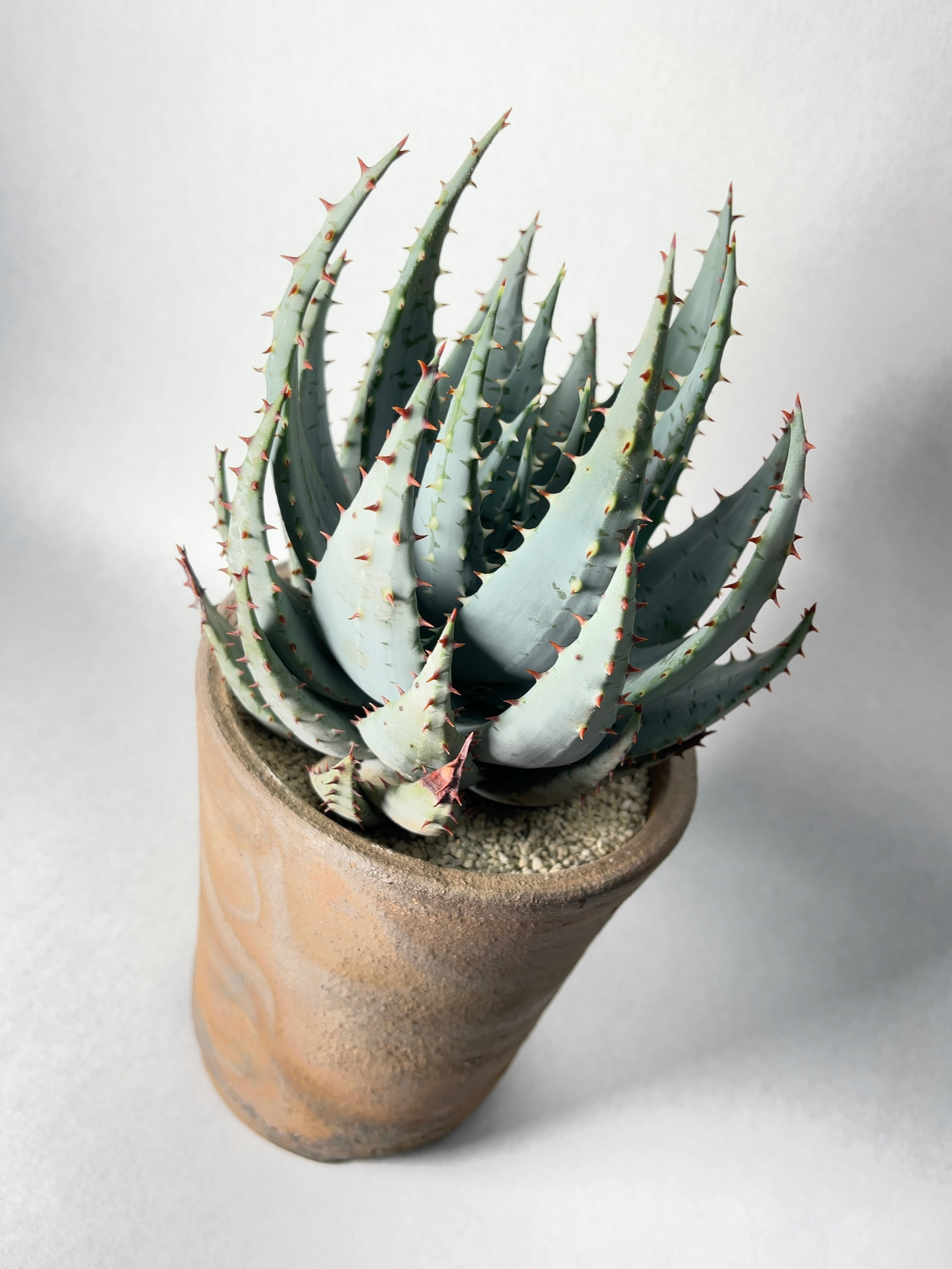 アロエ・ペグレラエ | trigger