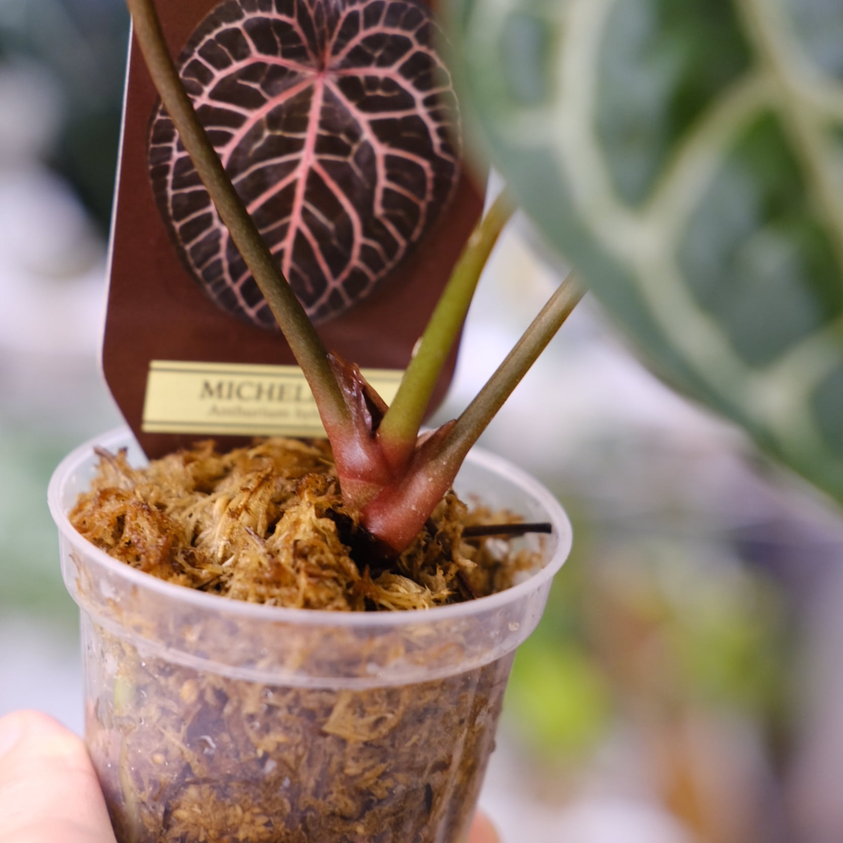 正規】Anthurium 'Michelle' by DOC BLOCK⑨ / アンスリウム・ミシェル