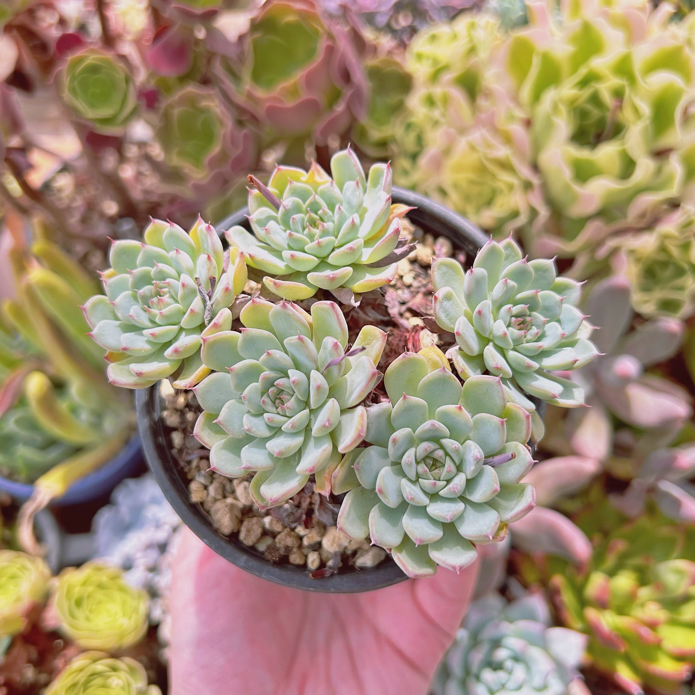 74d458ccf370d08d0a9a883514efca