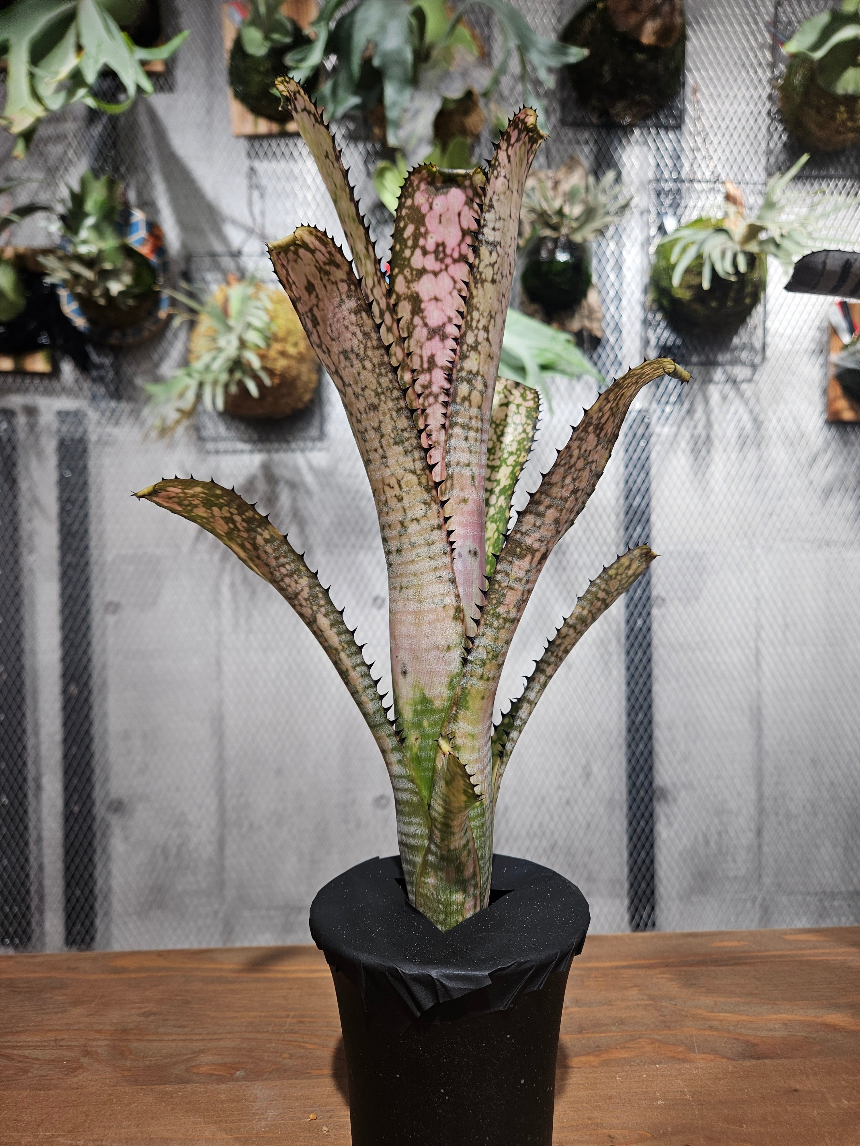 Billbergia. Kolan of Spring【artPLANTs/PLANTS GARAGE