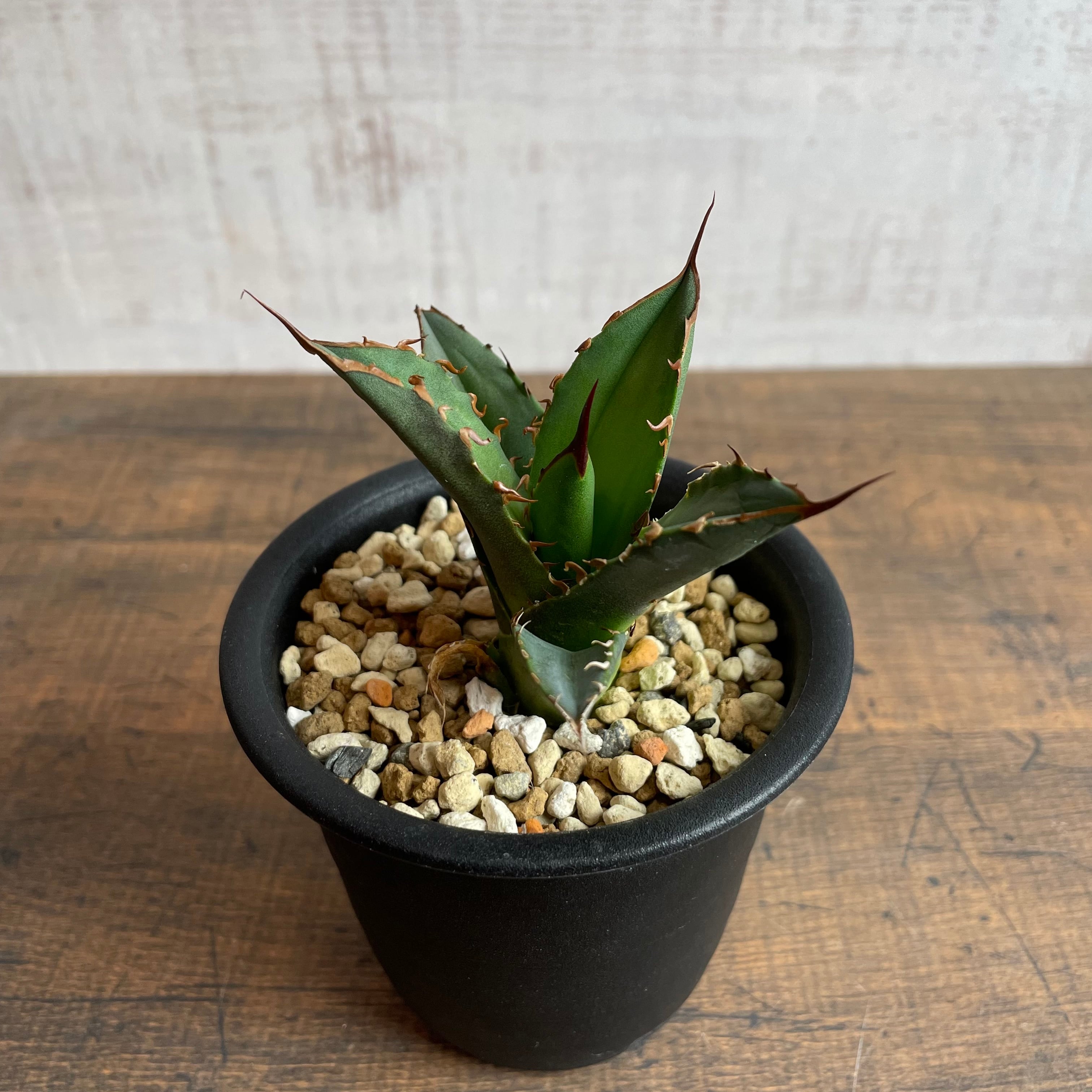 Agave titanota 子株 / 3号 /アガベ チタノタ ※発根済② | THE SPIKY