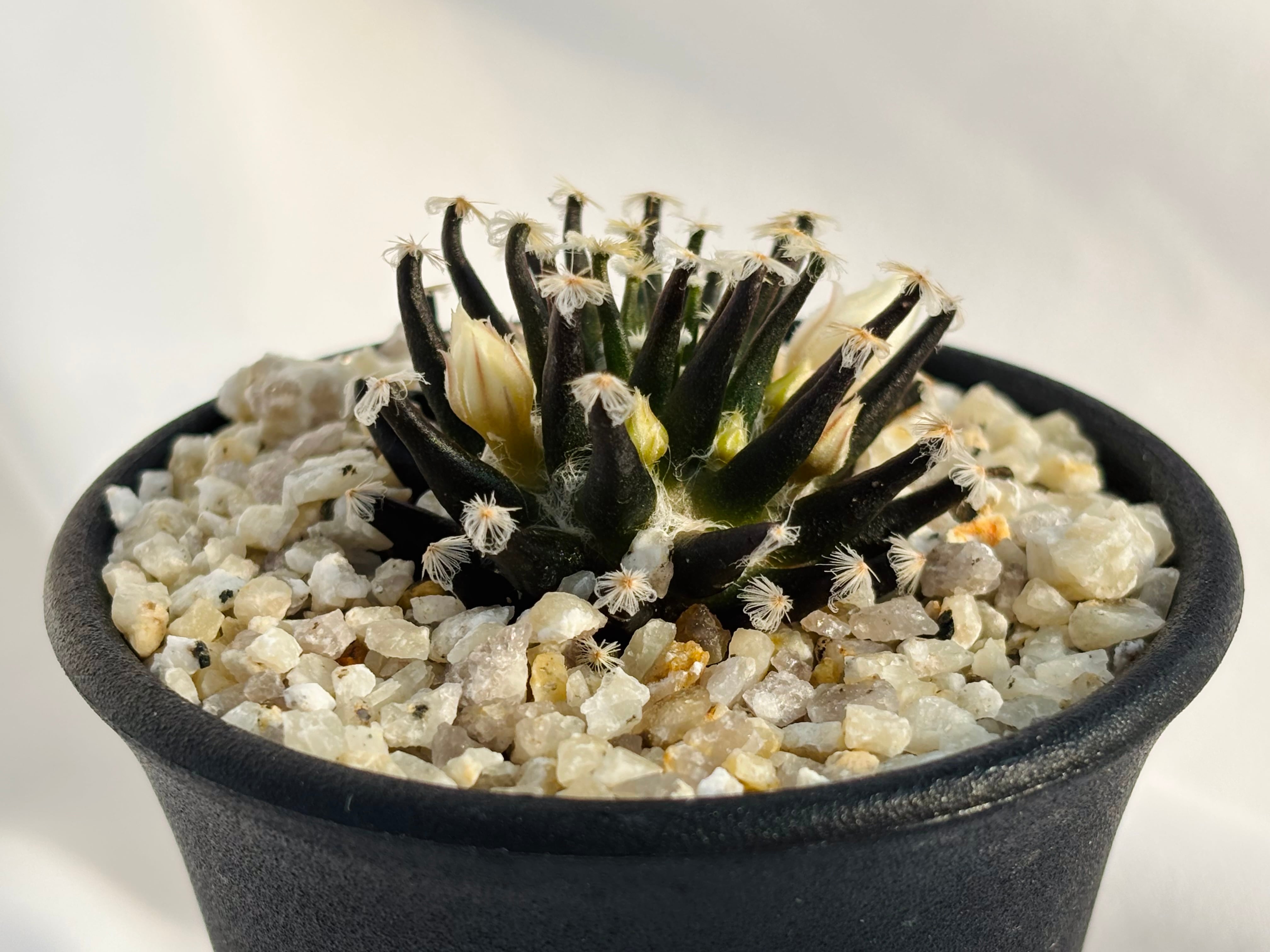 Mammillaria schiedeana マミラリア 黒肌明星 サボテン | plants MARU