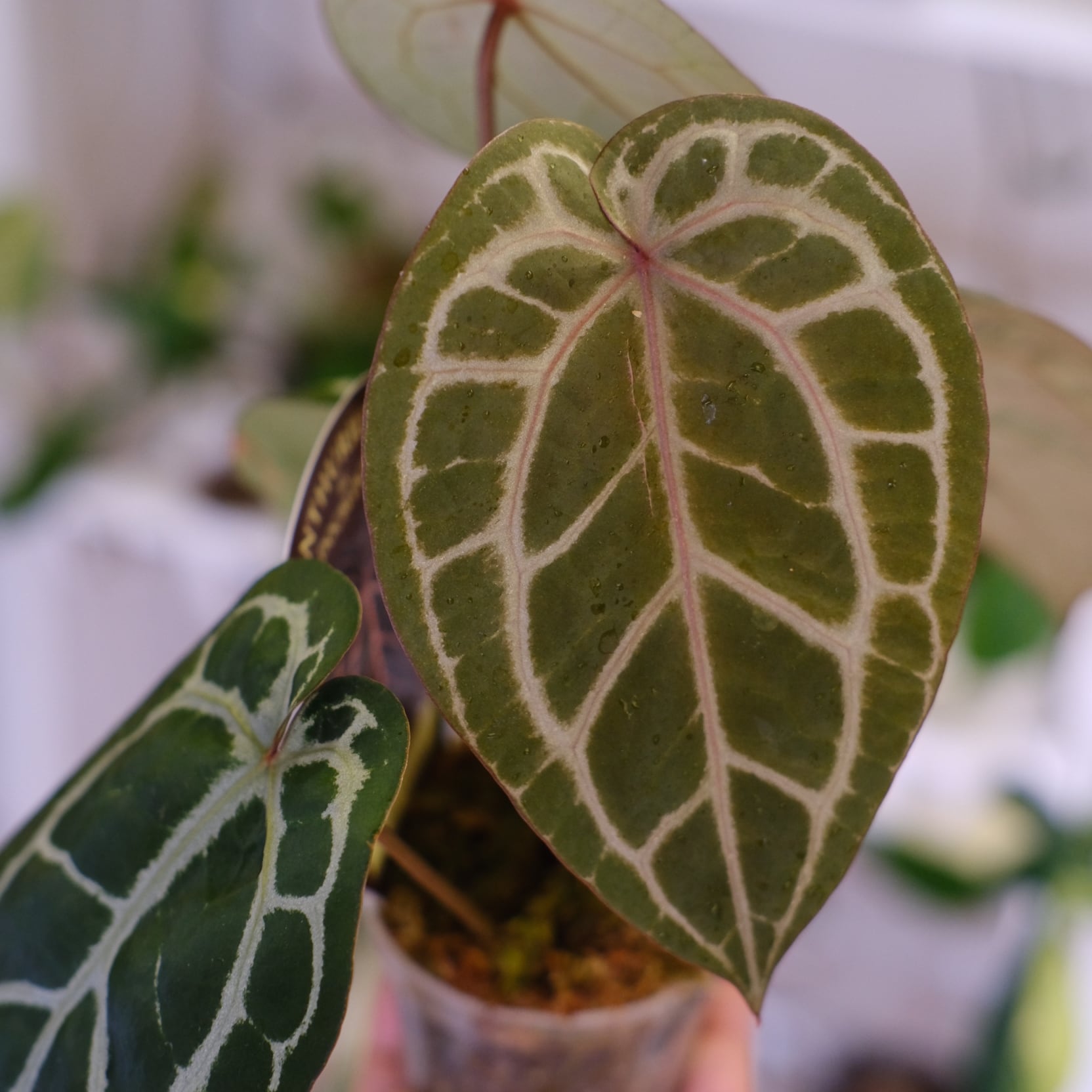 正規タグ】Anthurium 'Michelle' by DOC BLOCK⑮ / アンスリウム