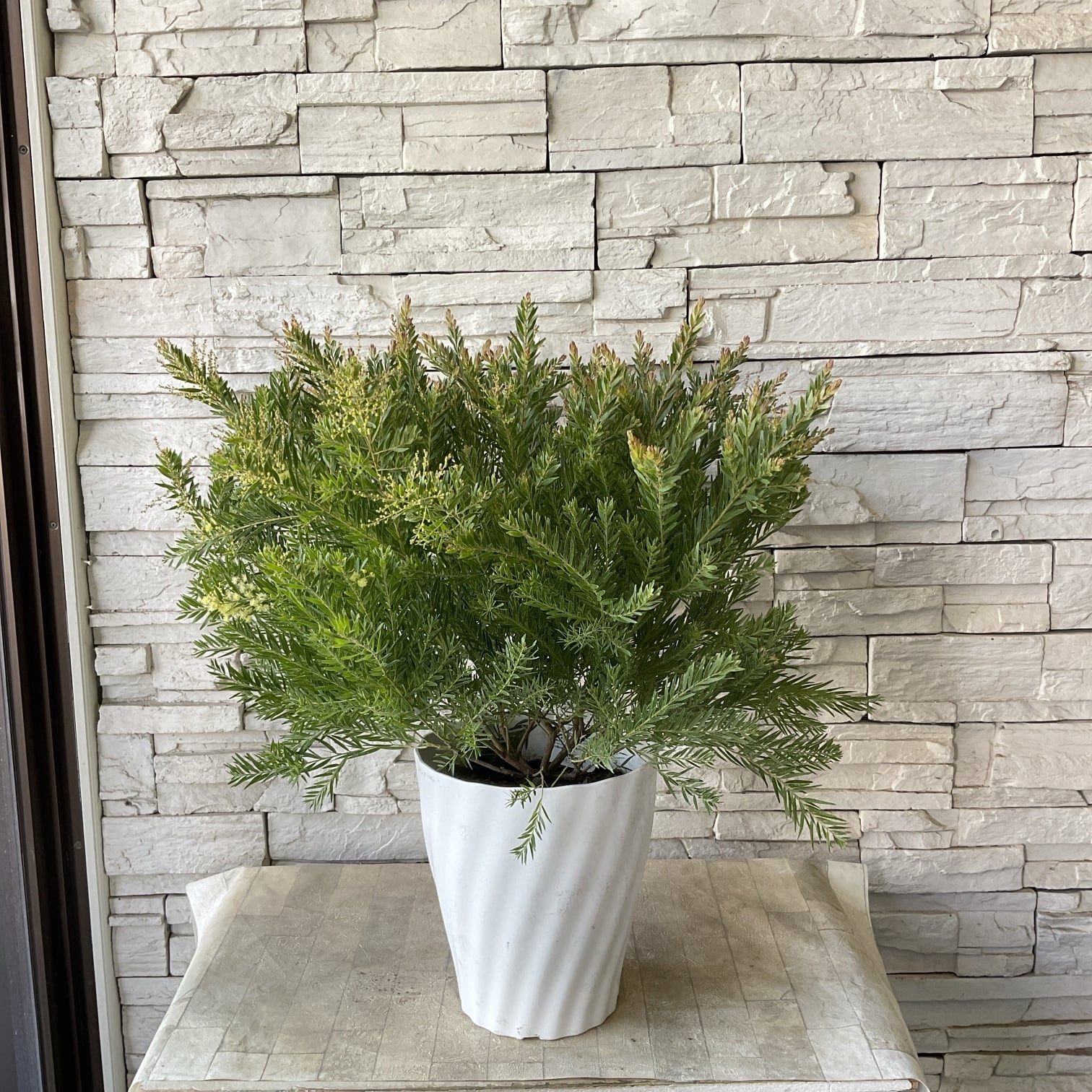 アカシア テレサ 7寸鉢 | 橋本種苗園