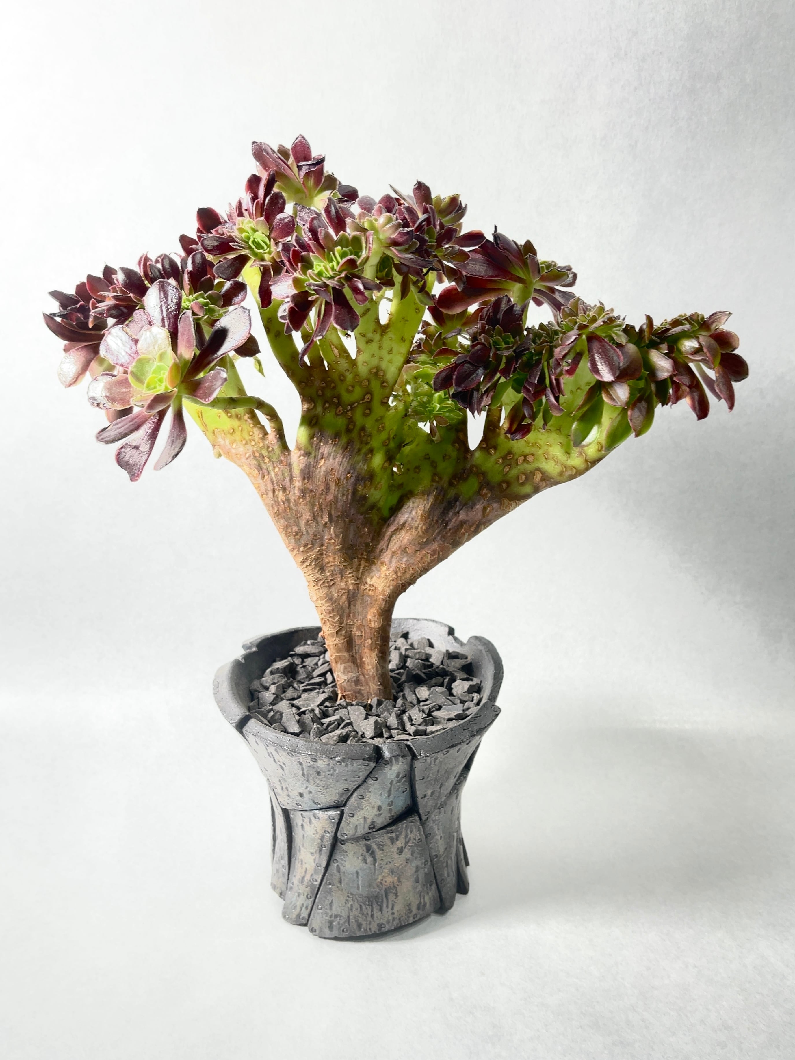 アエオニウム・スーパーバン綴化 | trigger