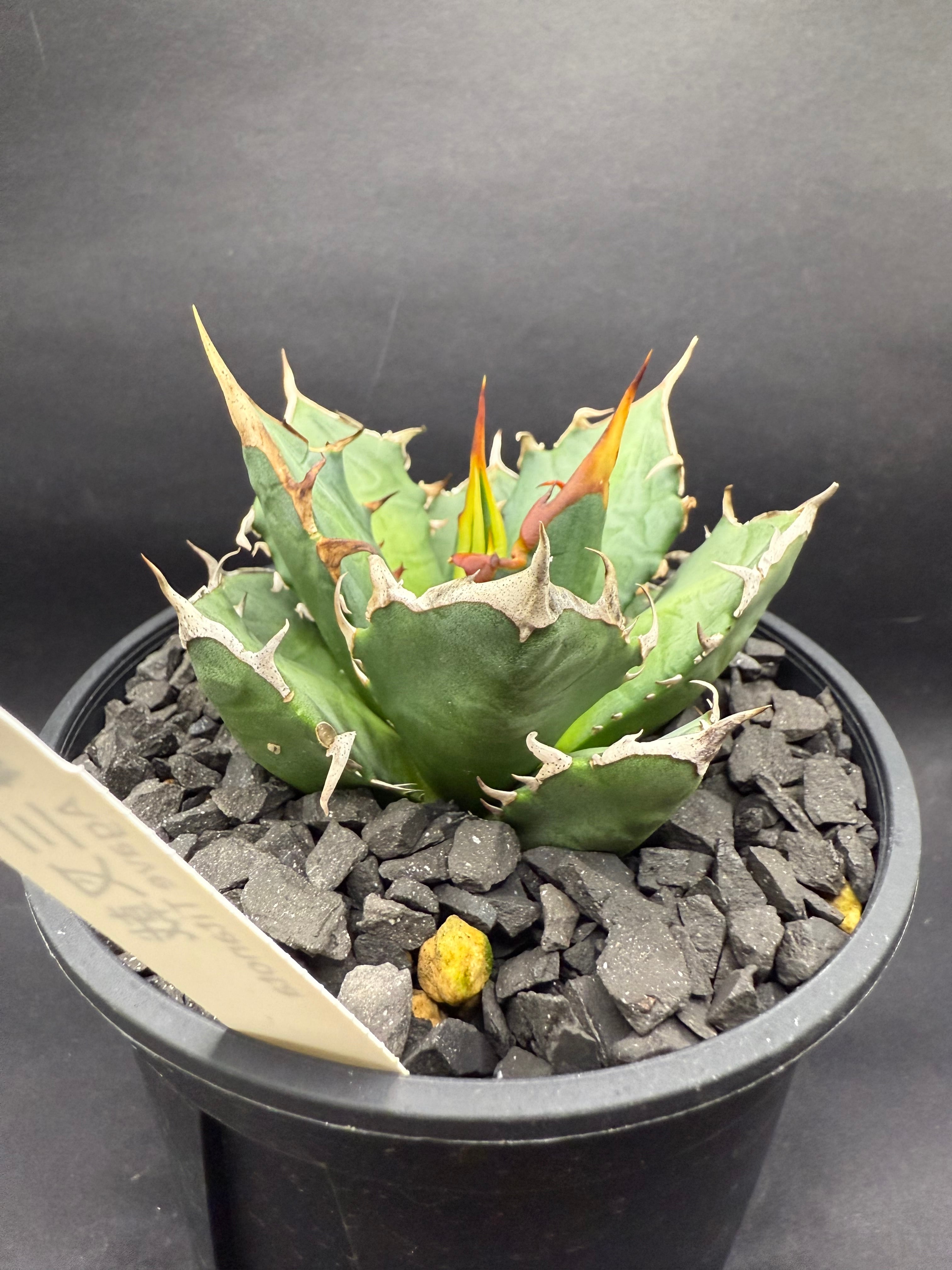 7ab17d95a383b7eb49617cfe4fd12b