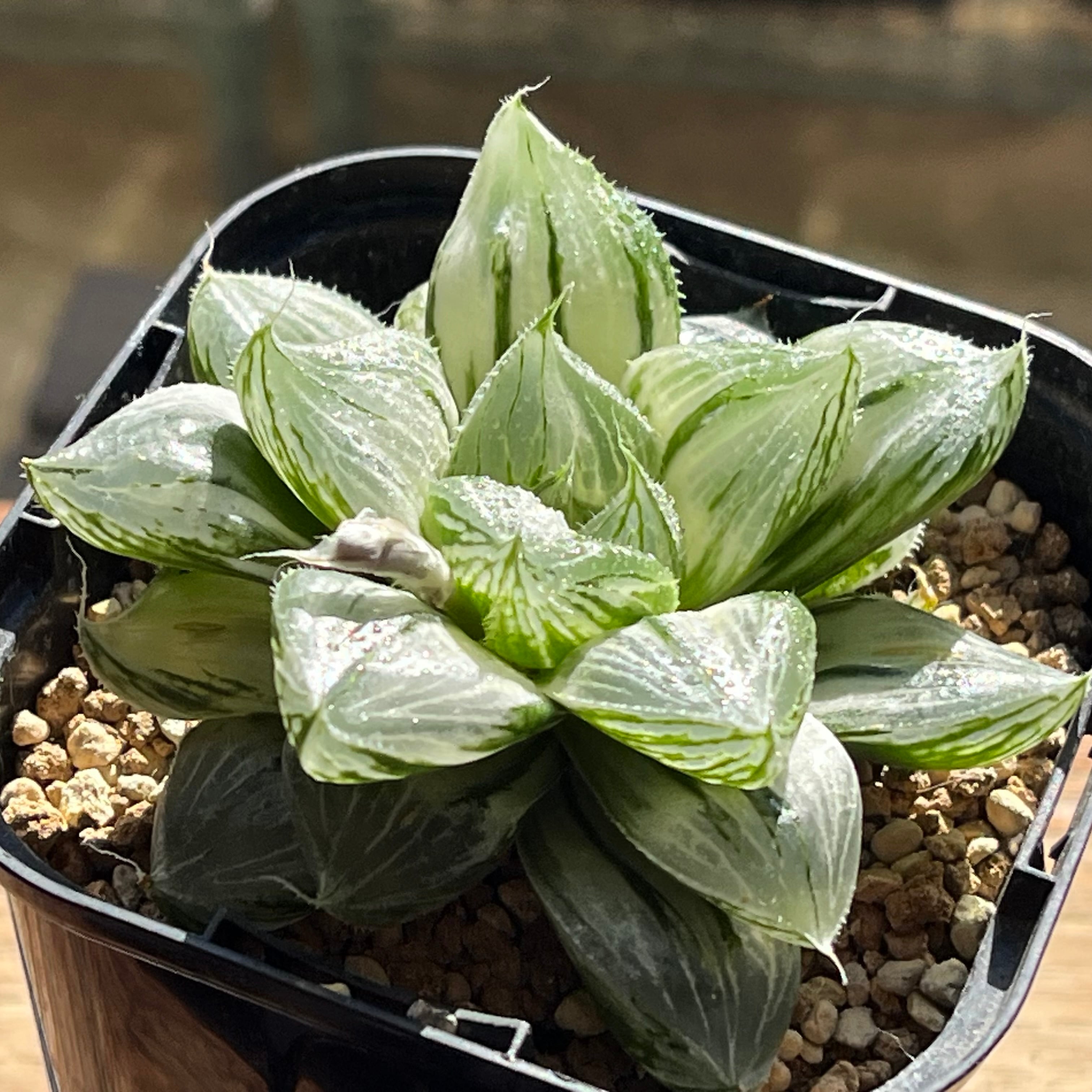 オブツーサ系 | mocono_plants