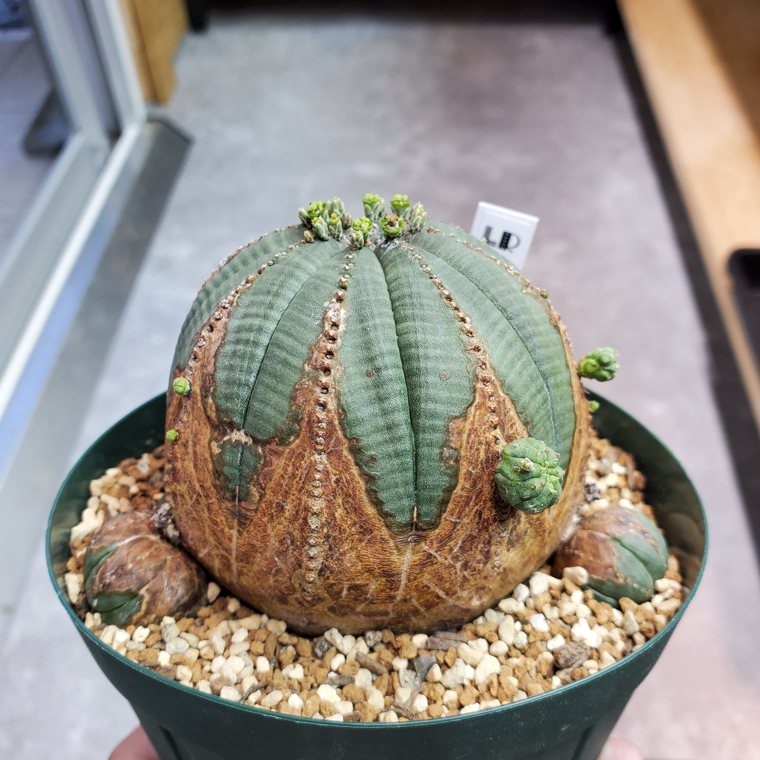 オベサ 大株 ユーフォルビア 【公式通販】