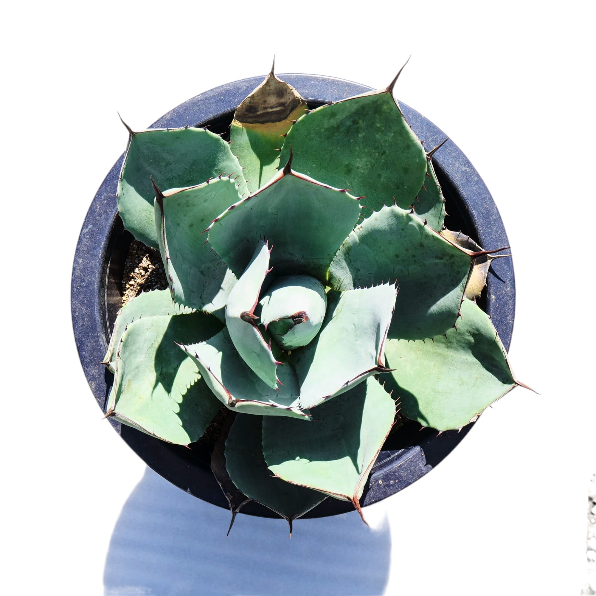 AGAVE Parryi truncata アガベ パリー トランカータ 大サイズ(10号鉢