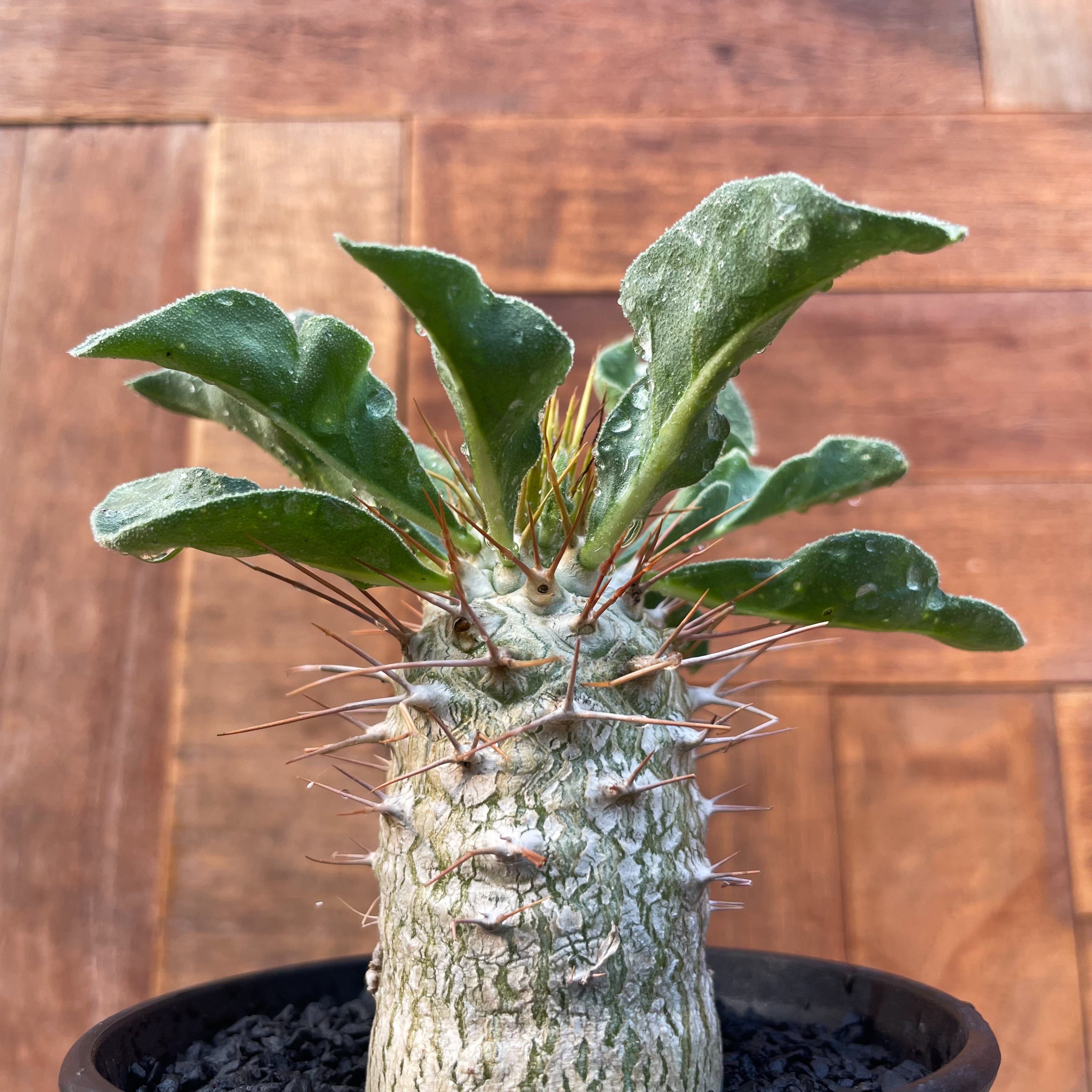 Pachypodium namaquanum【パキポディウム・ナマクアナム・光堂