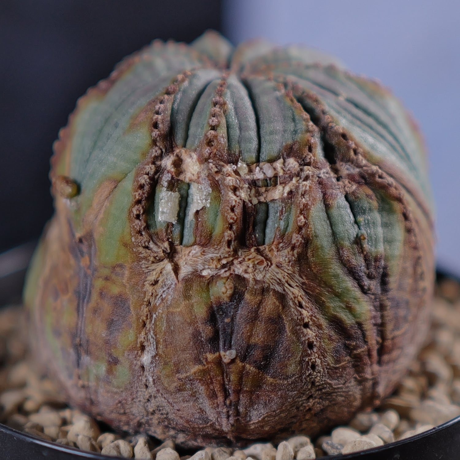 ユーフォルビア オベサ 実生モンスト 分頭 ユーフォルビア オベサ 実生