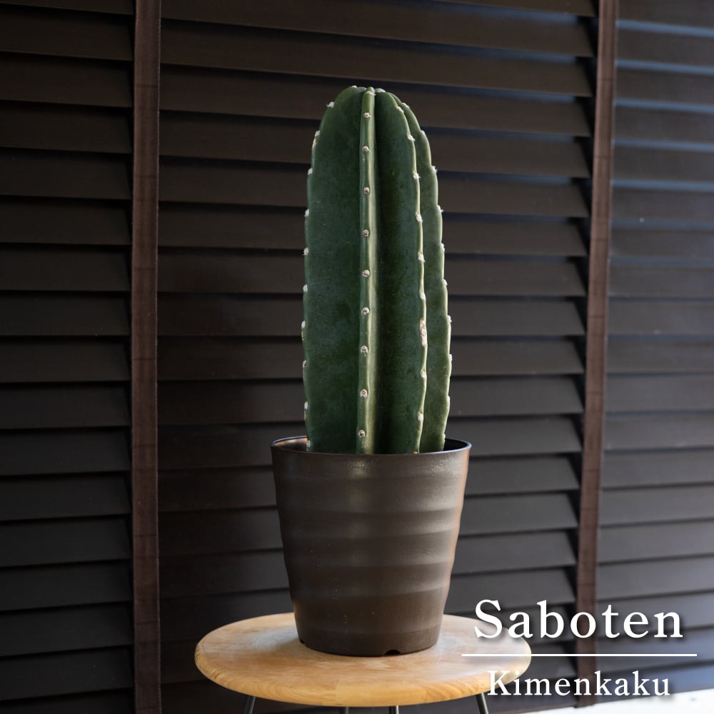 柱サボテン 6号サイズ 鬼面角 多肉植物 ドライガーデン ミニサボテン