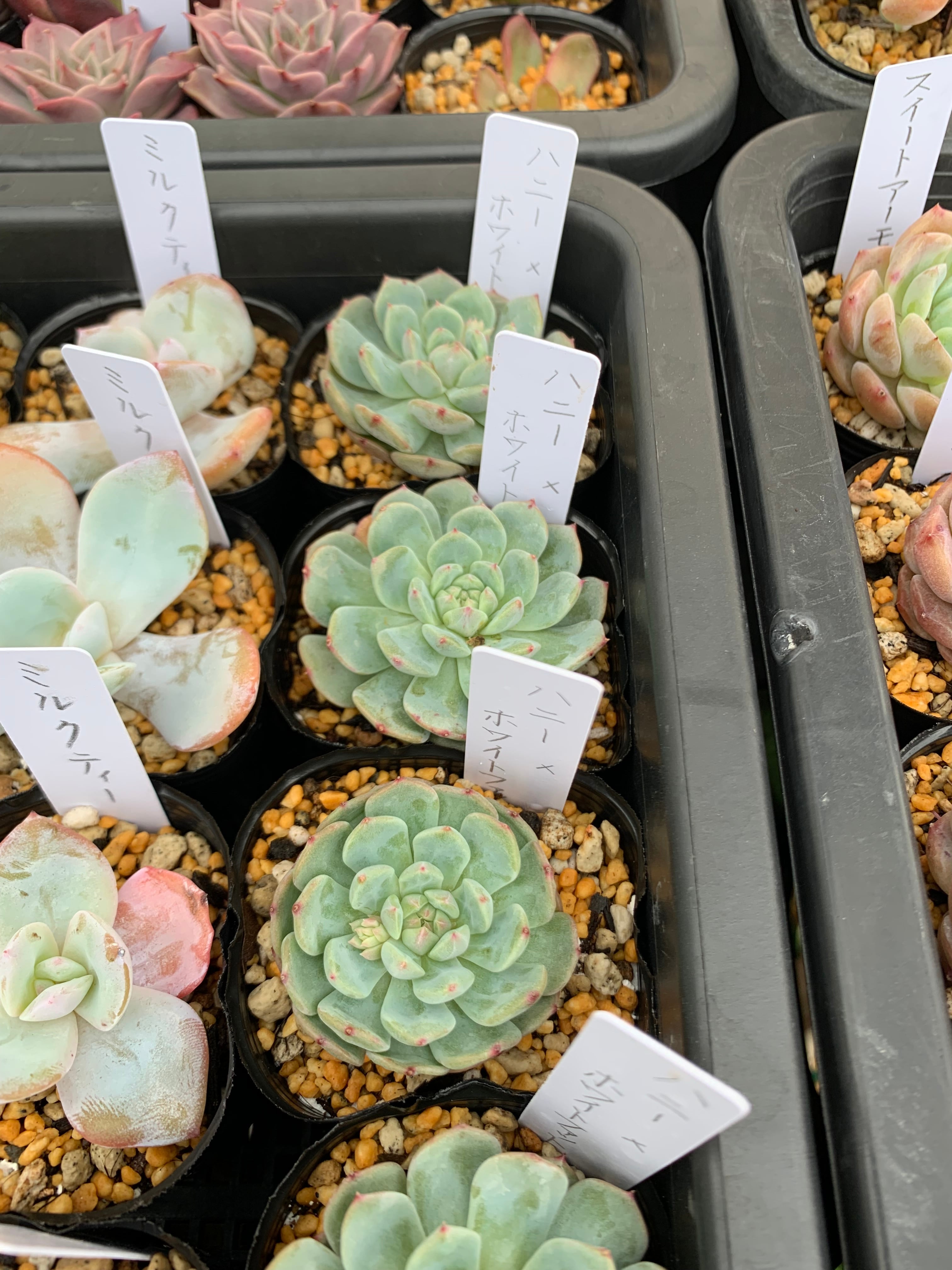 82c3a808d7d138ecce4b69630bd6ff