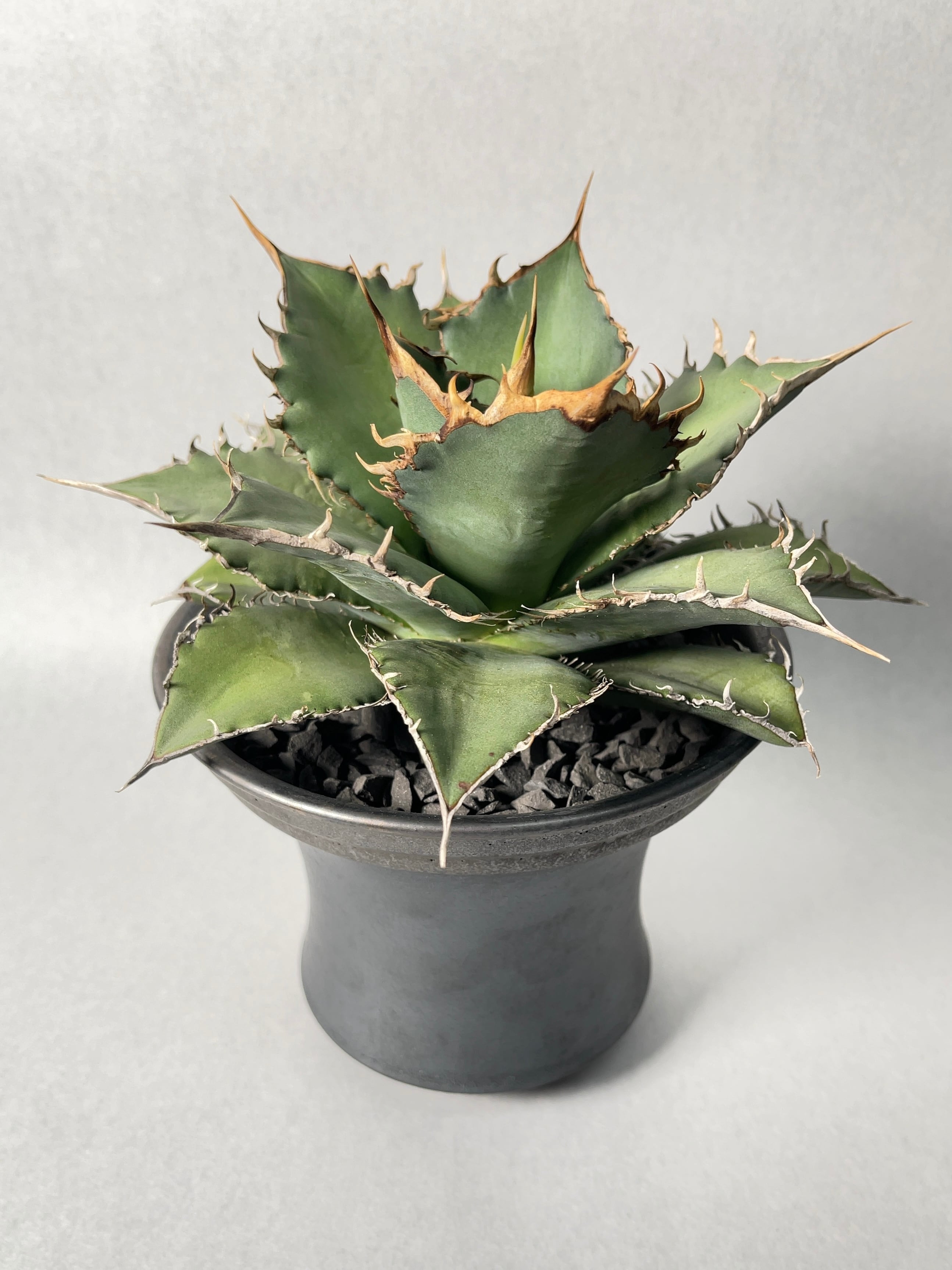 アガベ・オアハカオテロイ | trigger