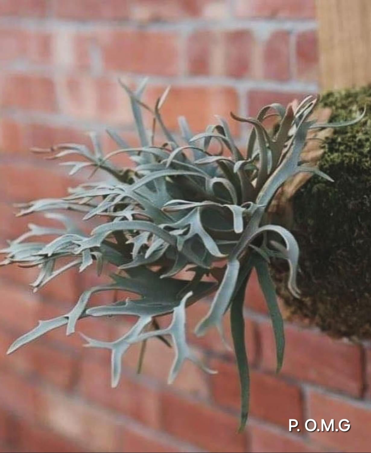 P. willinckii Elves x P. willinckii O.M.G sporeling【artPLANTs