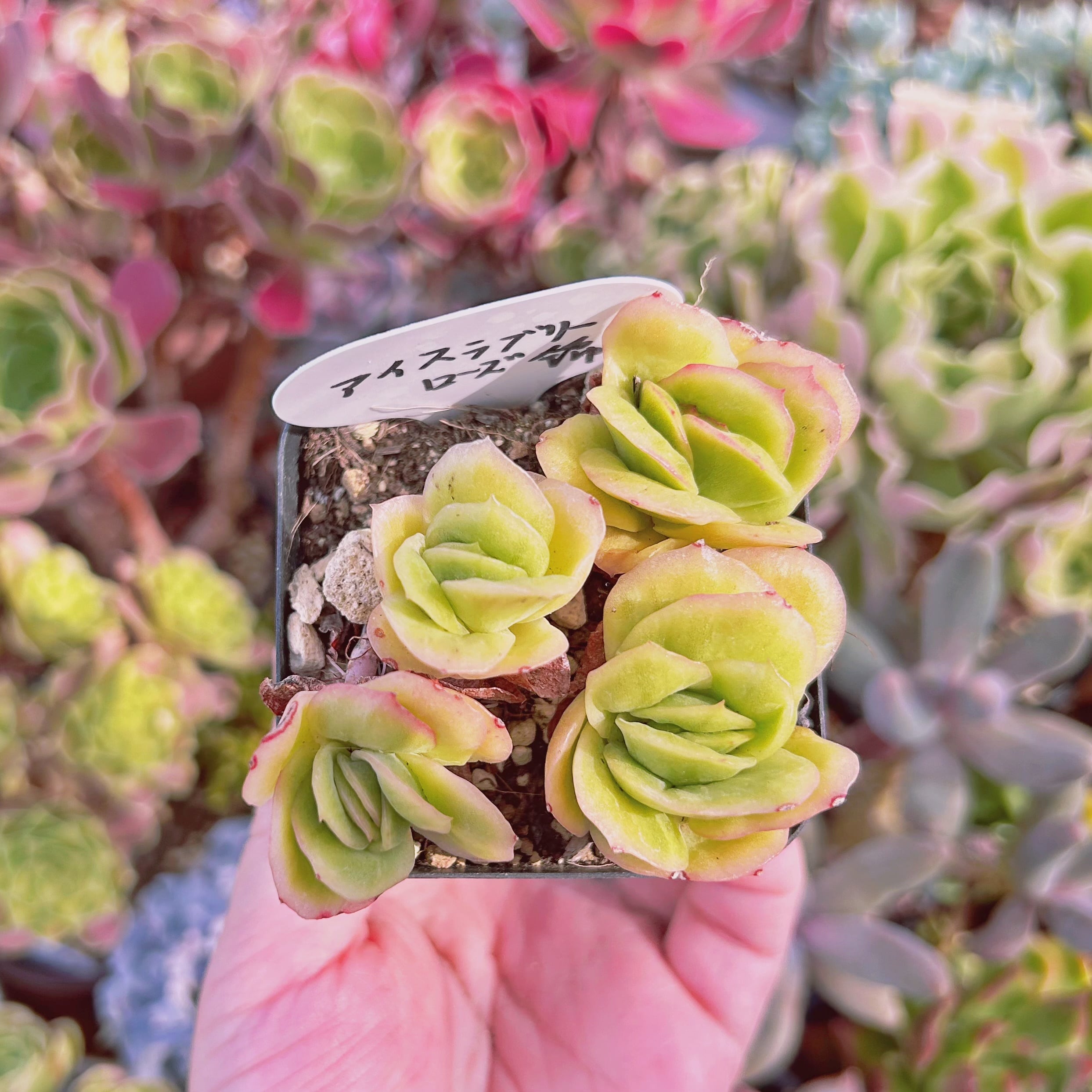 841f4a6bd99eb3f25776e8e50249fa