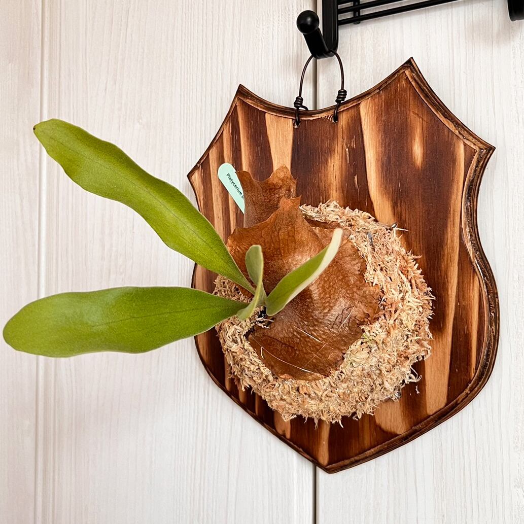 ビカクシダ ビフルカツム 板付 【観葉植物 室内 コウモリラン