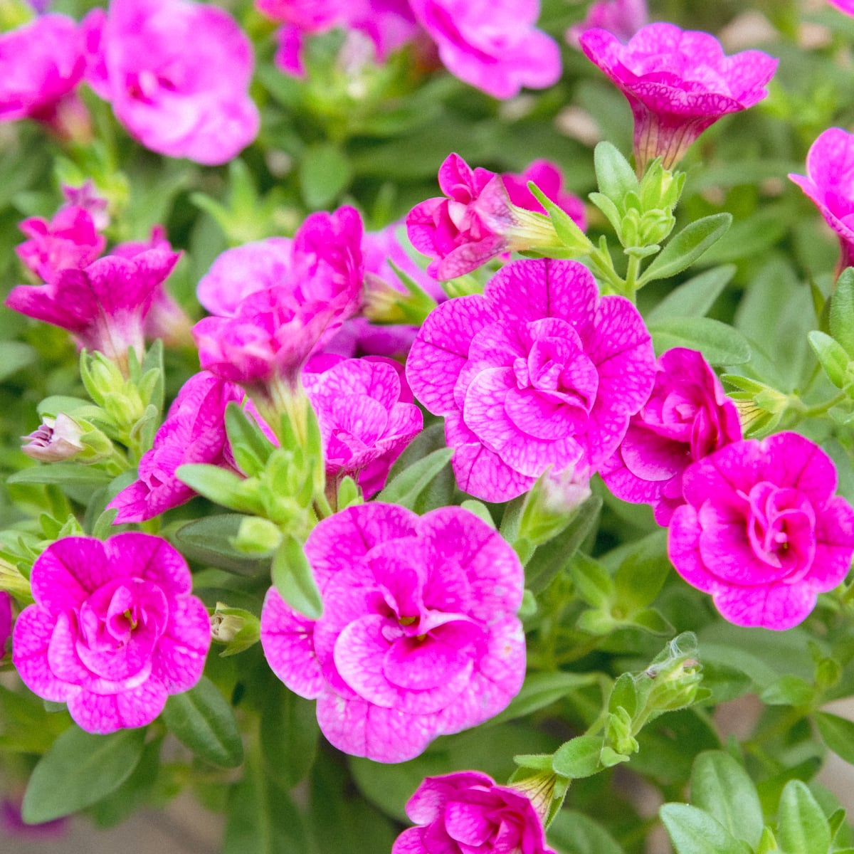 八重咲き カリブラコア ロージーズ ローズ○花付き良 高橋一生さん