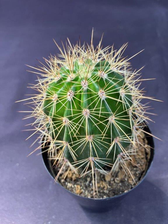 サボテン・弁慶柱（サガロサボテン）3号 | 日本ライン花木センター