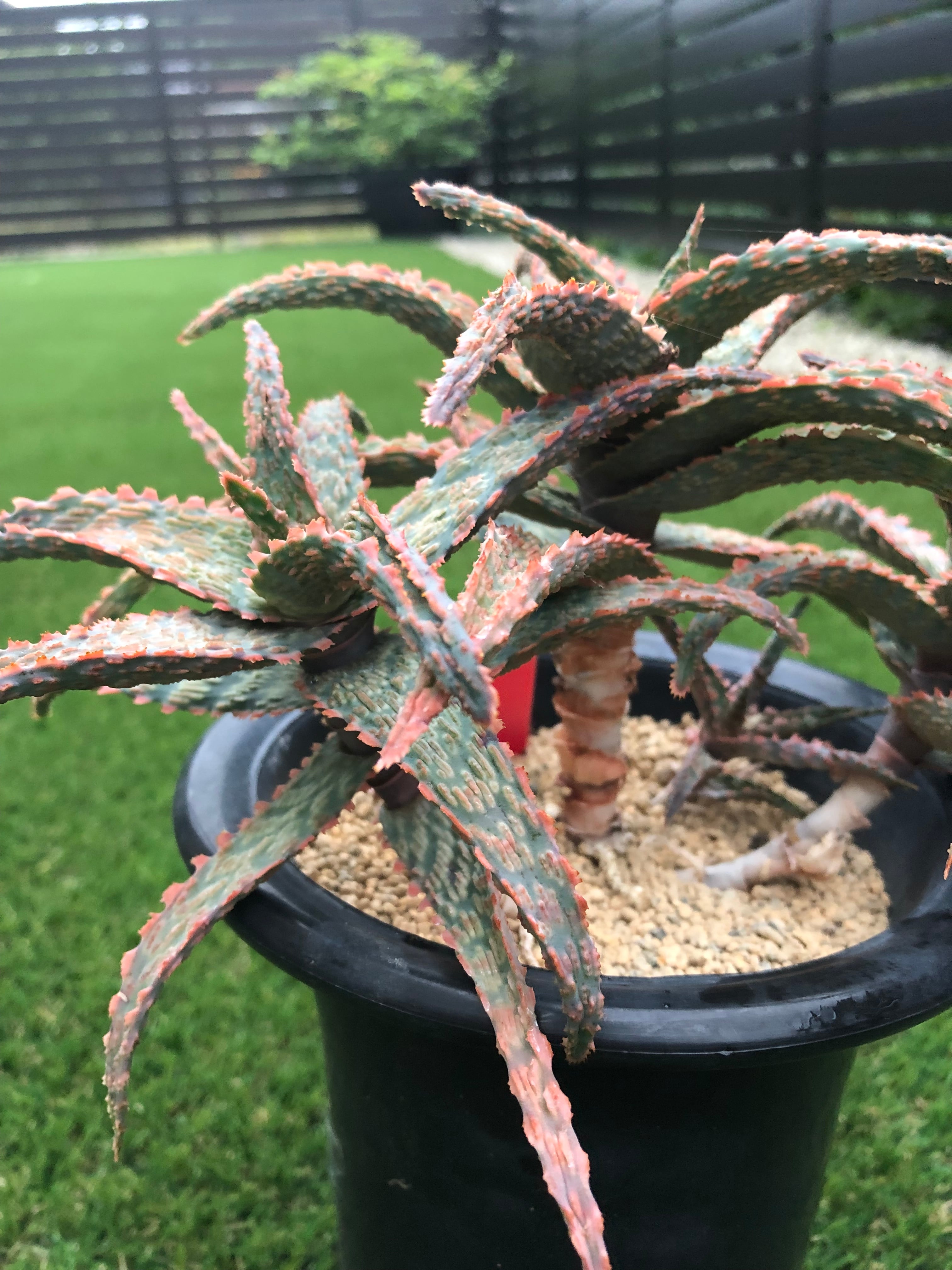 Aloe hybrid アロエ ハイブリッド 子株 第四種 TCTAloe hybrid アロエ