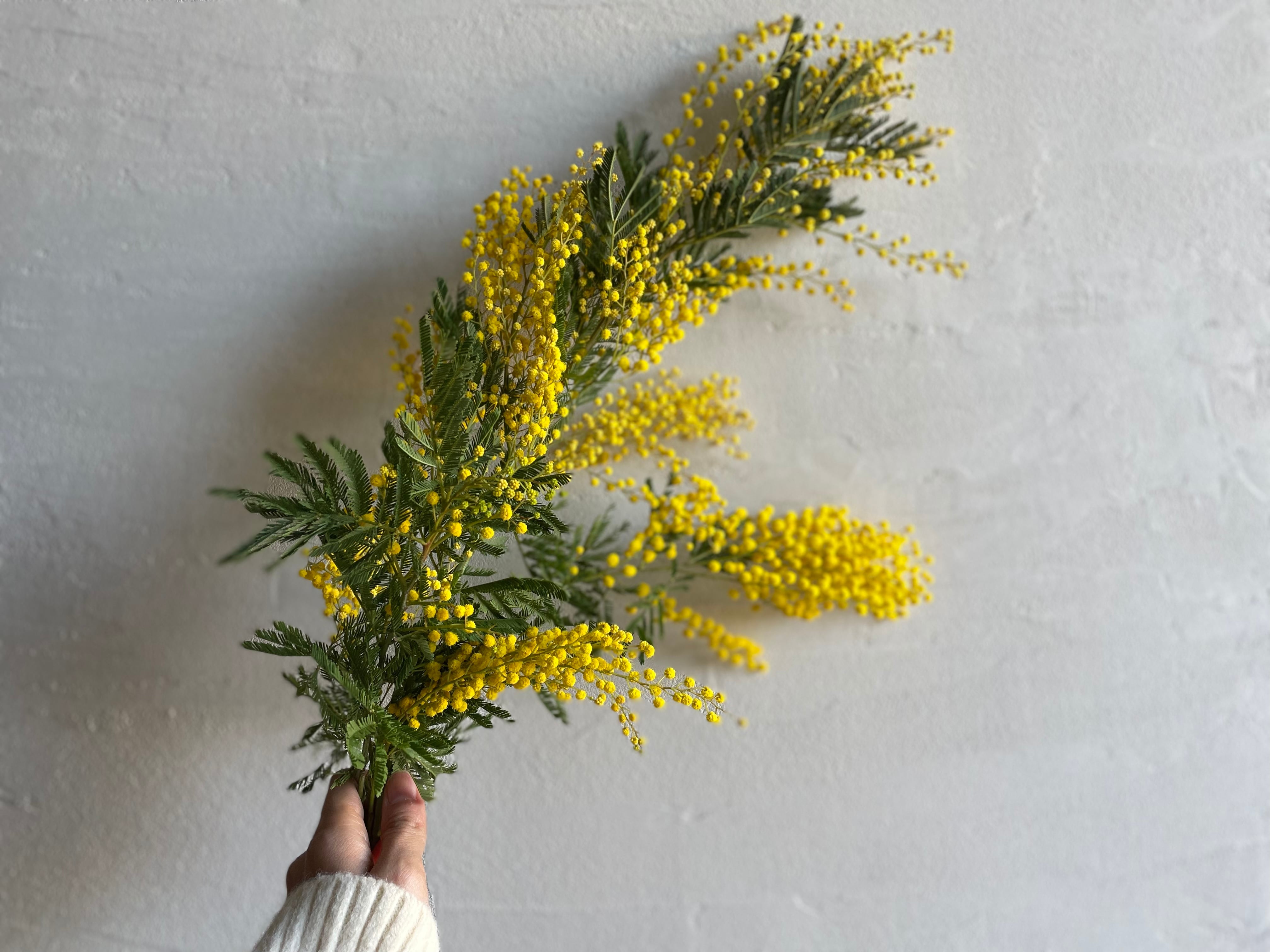 国産フレッシュミモザの花束》ドライフラワー/フラワーギフト