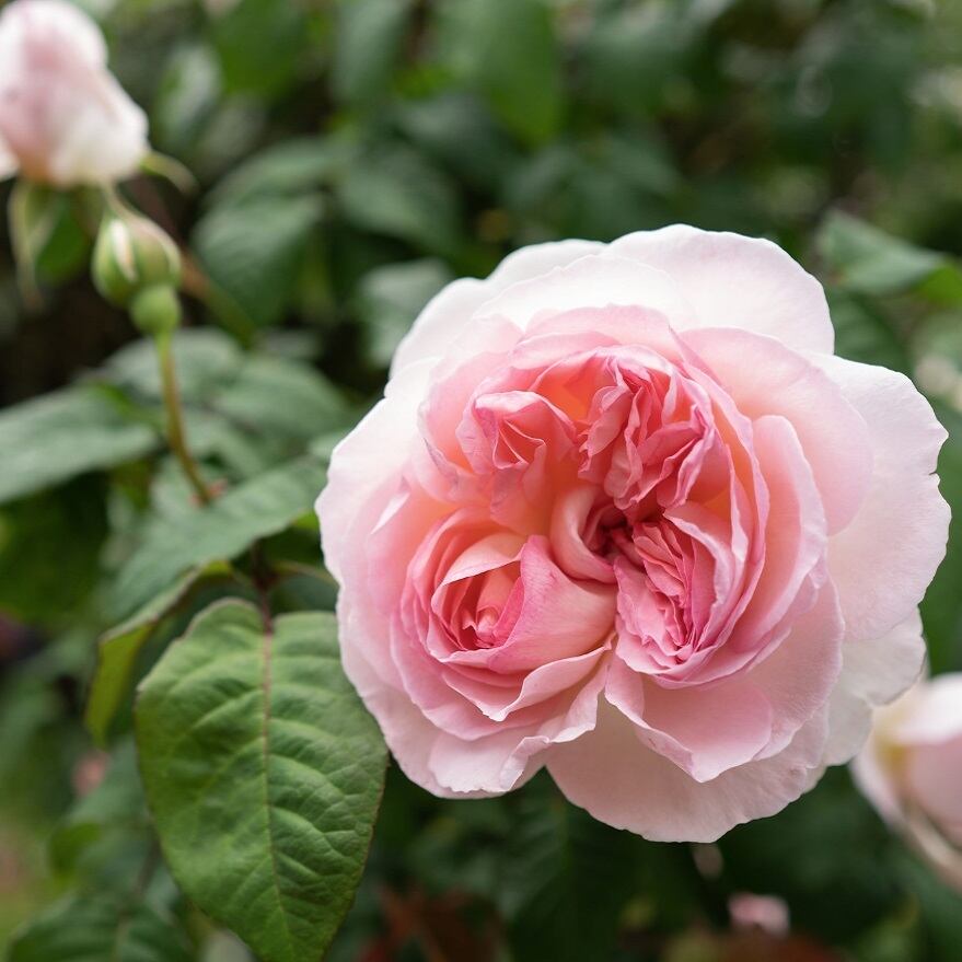 シャリファ アスマ | 天空のバラ園(無農薬バラ苗・花苗・クレマチス