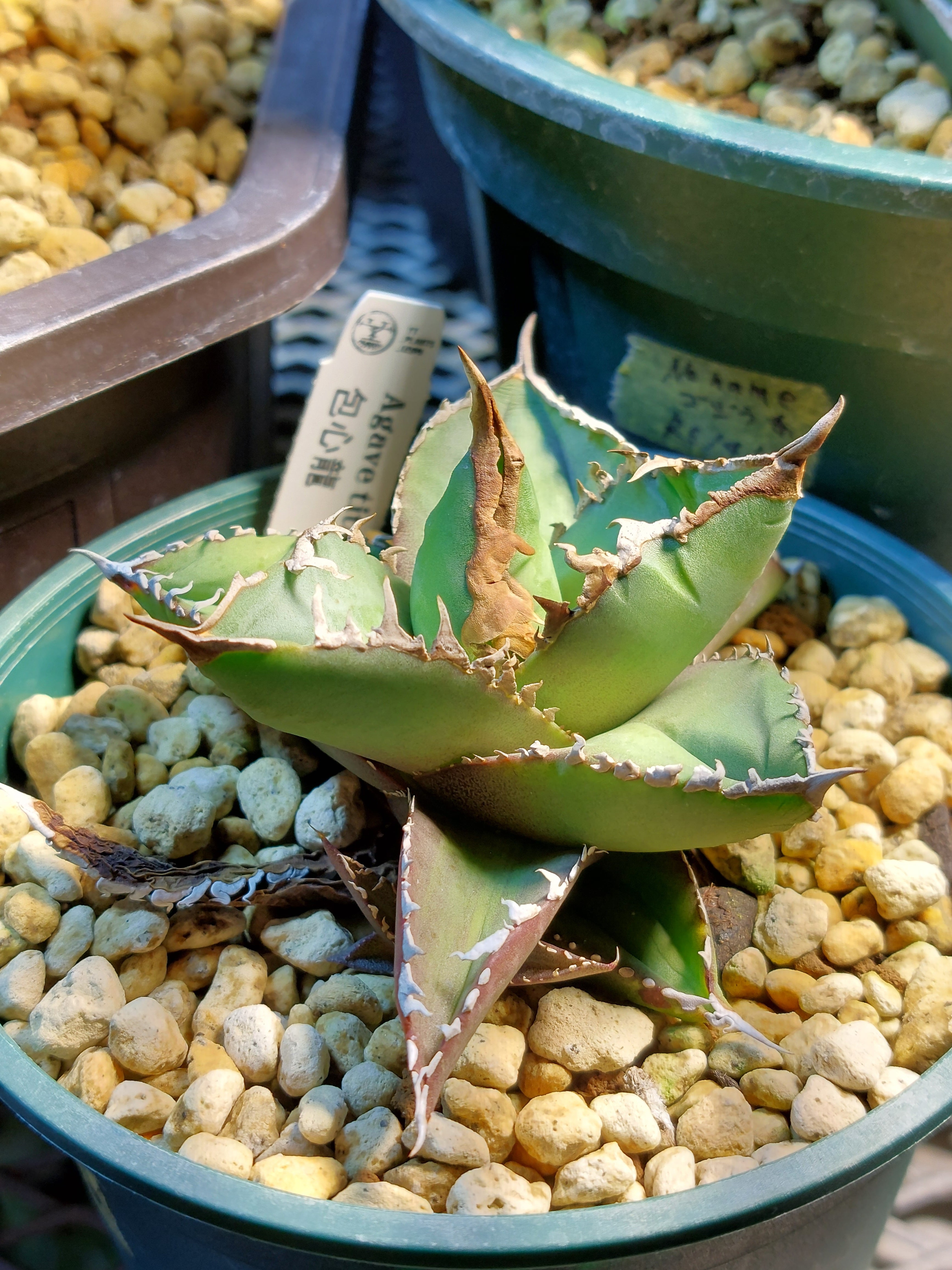 アガベ チタノタ 包心龍 LIZE血統 | YT_PLANTS_IZUMI