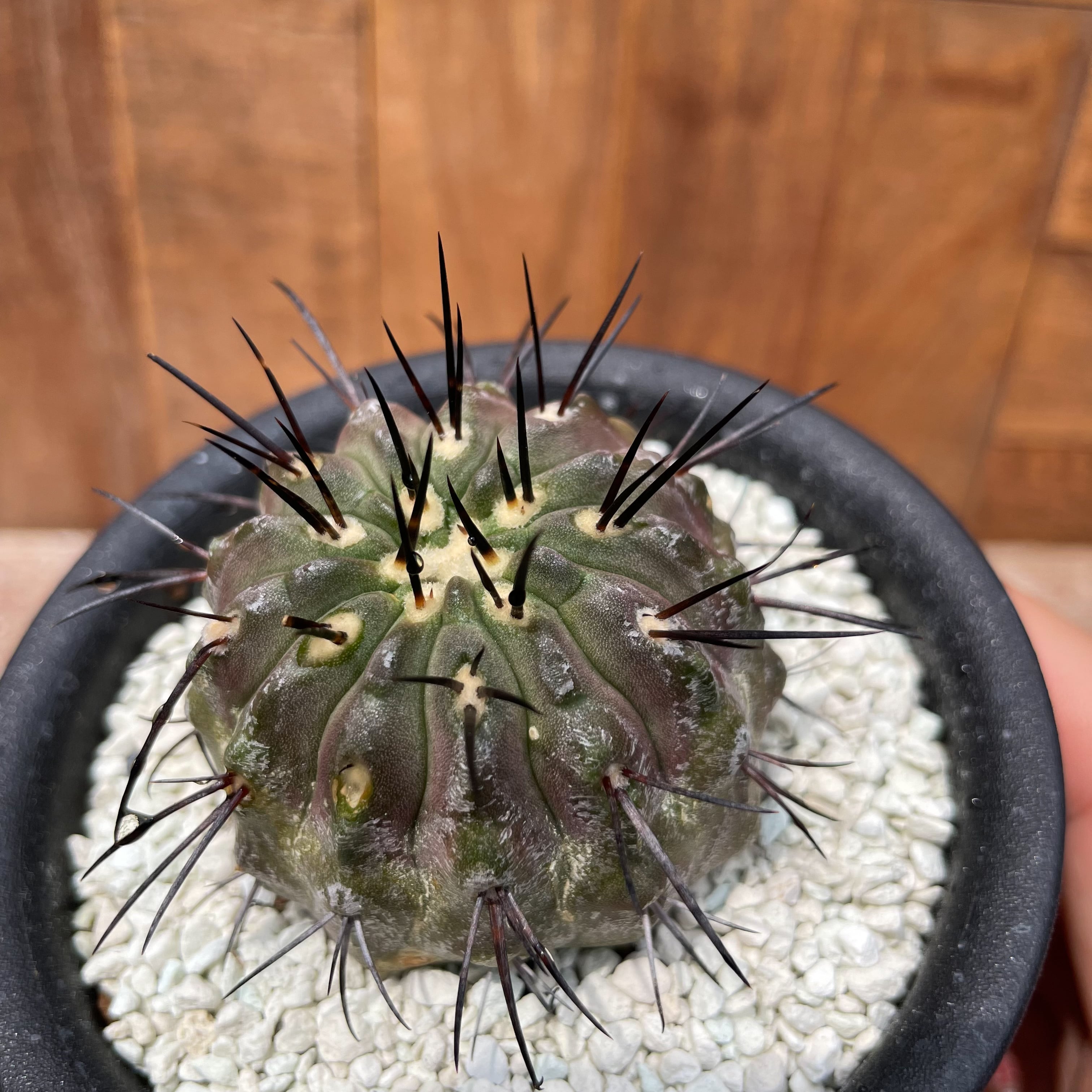 Copiapoa cinerea v. dealbata【コピアポア・黒士冠・実生】 | RIMO'S