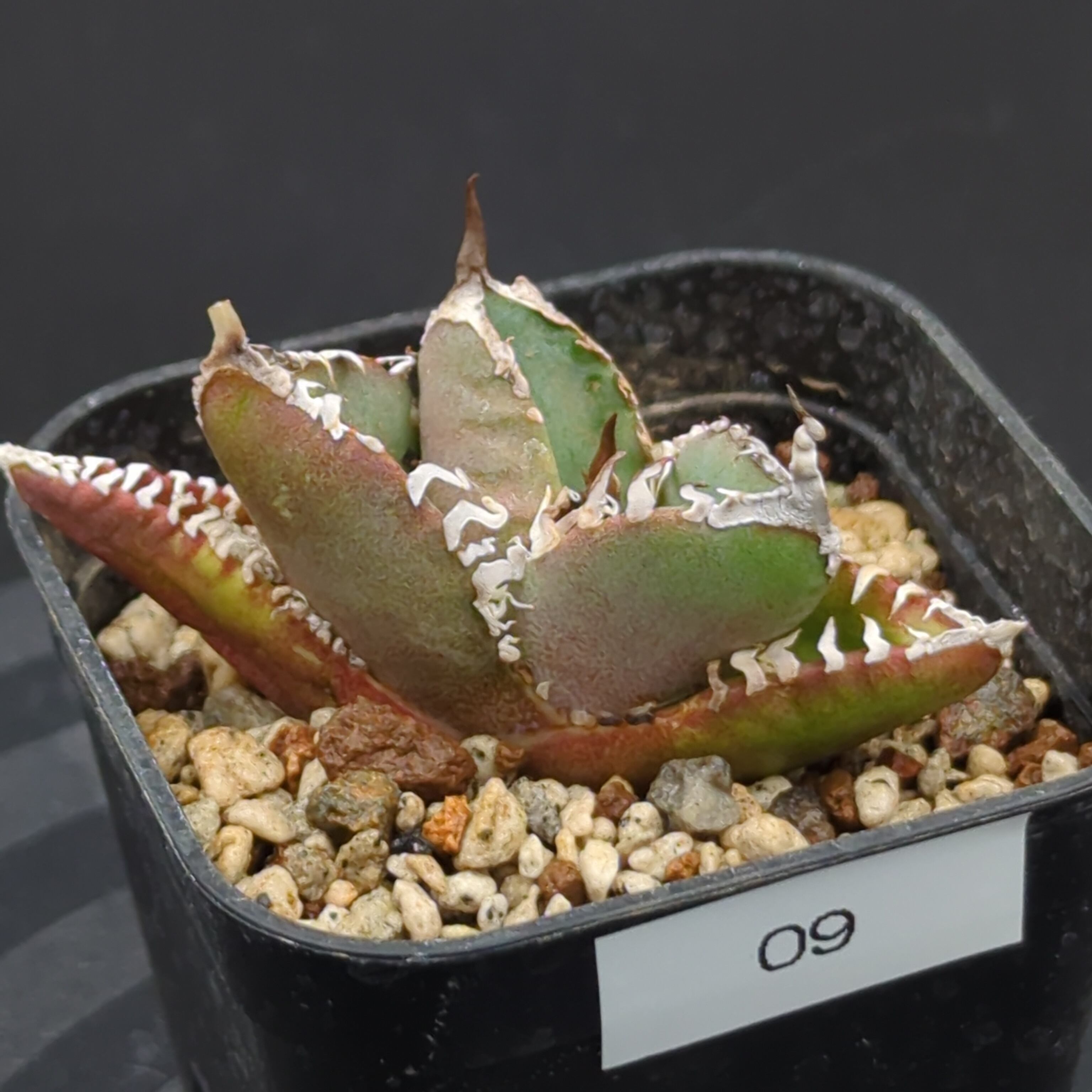 アガベ チタノタ 南アフリカダイヤモンド SAD 子株（Agave titanota