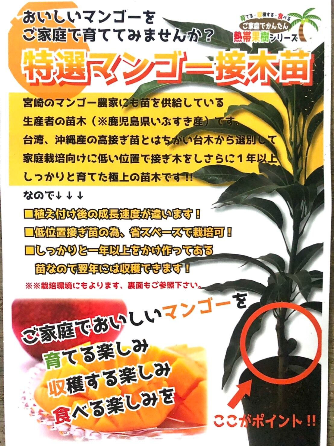 マンゴー苗 品種 グレン 10号特大 マンゴー苗 グレン 10号特大 玉文